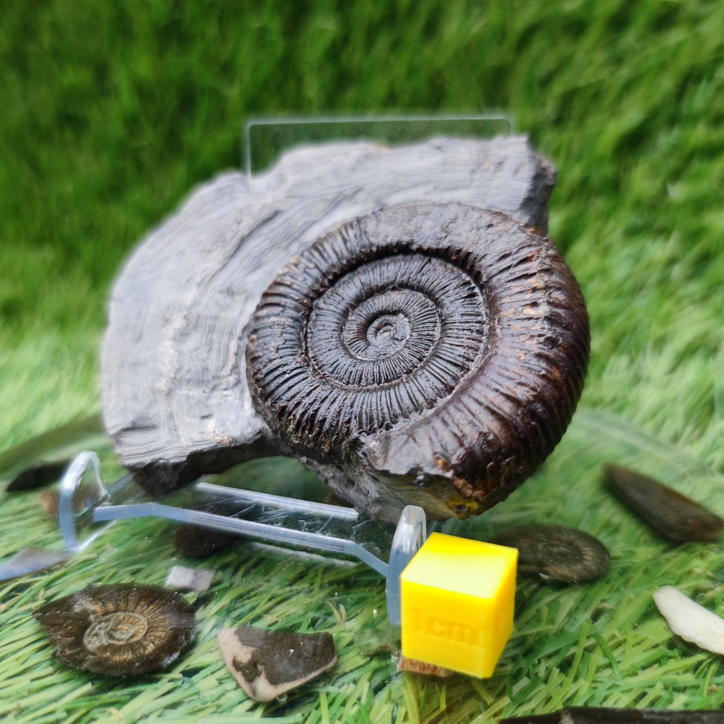 Ammonite fossil North Yorkshire Fossils