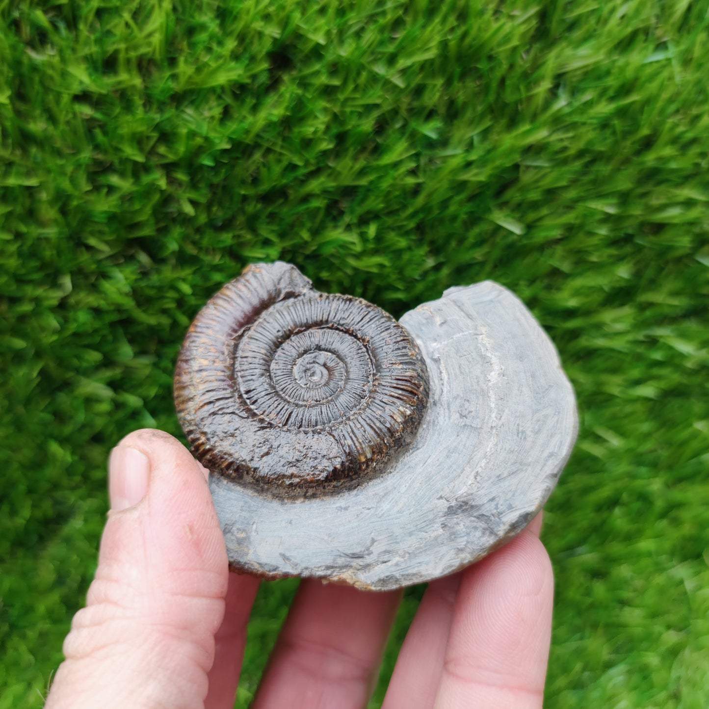 Ammonite fossil North Yorkshire Fossils