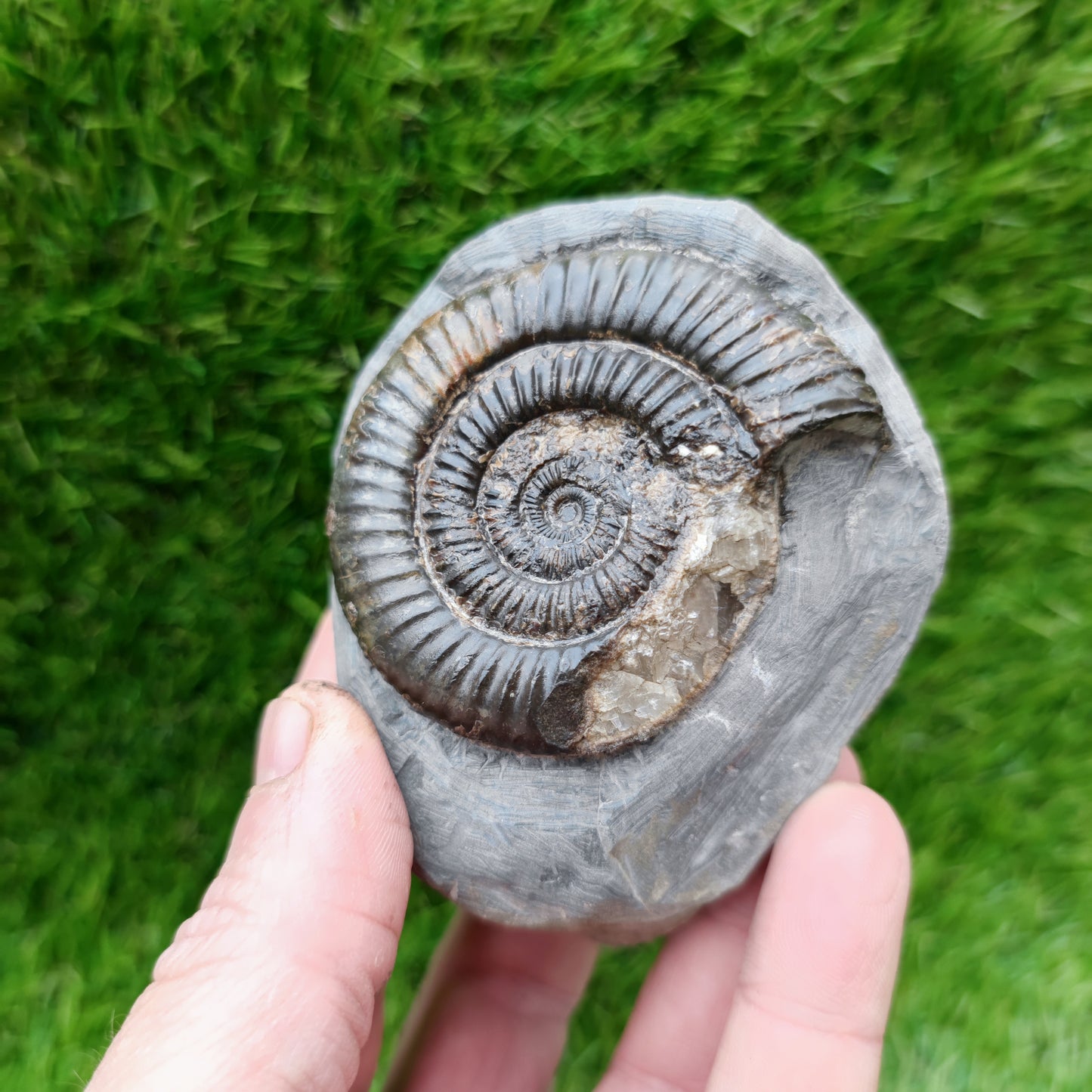 North Yorkshire dactylioceras ammonite fossil calcite crystal