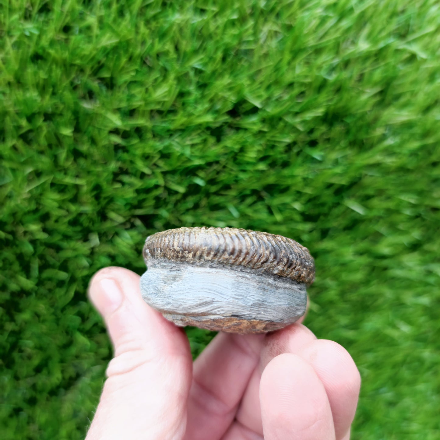 North Yorkshire Fossil ammonite