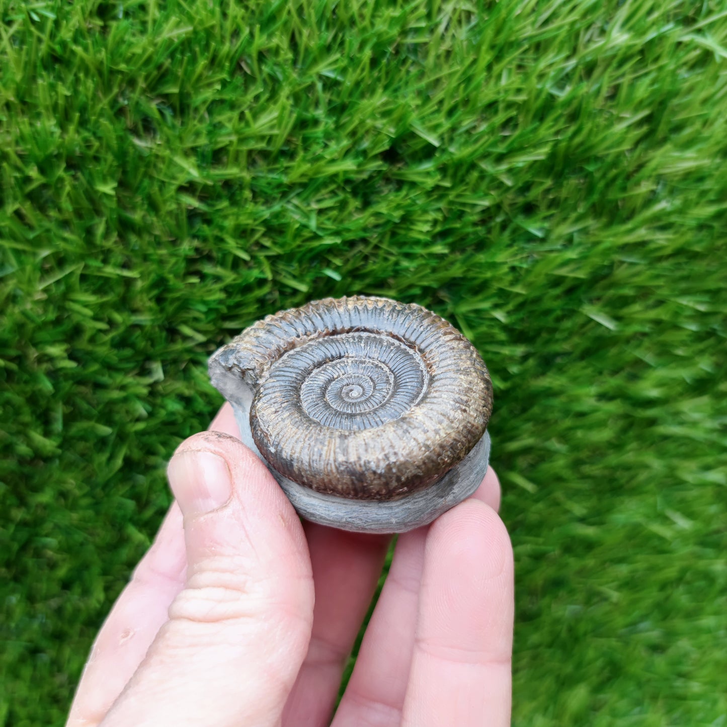 North Yorkshire Fossil ammonite