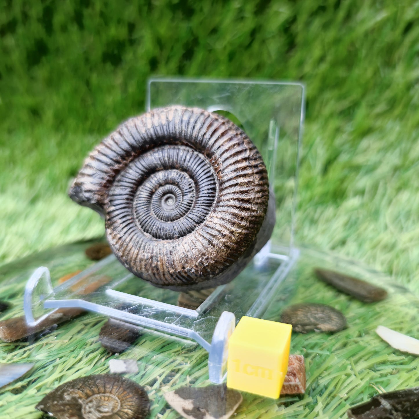 North Yorkshire Fossil ammonite