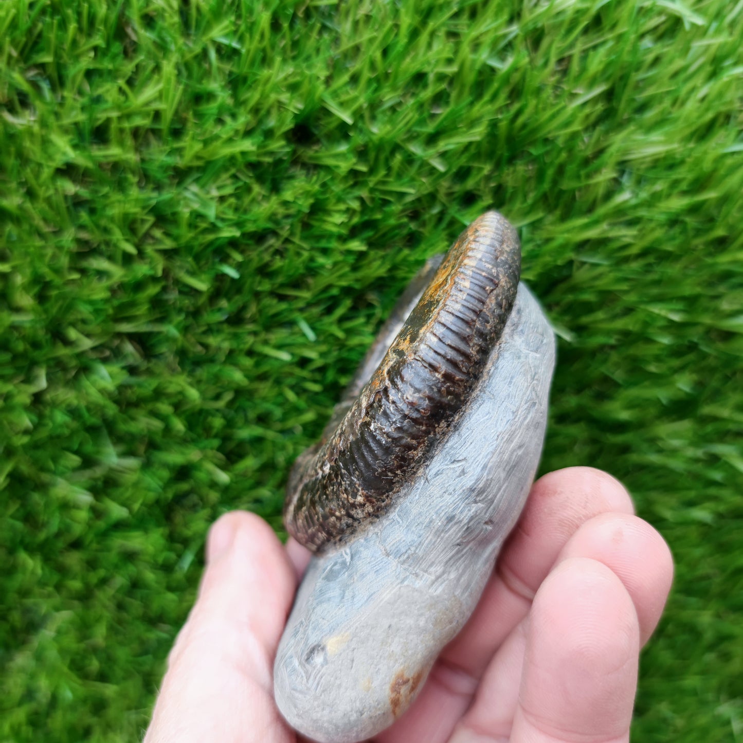 Ammonite fossil North Yorkshire Fossils with calcite crystal