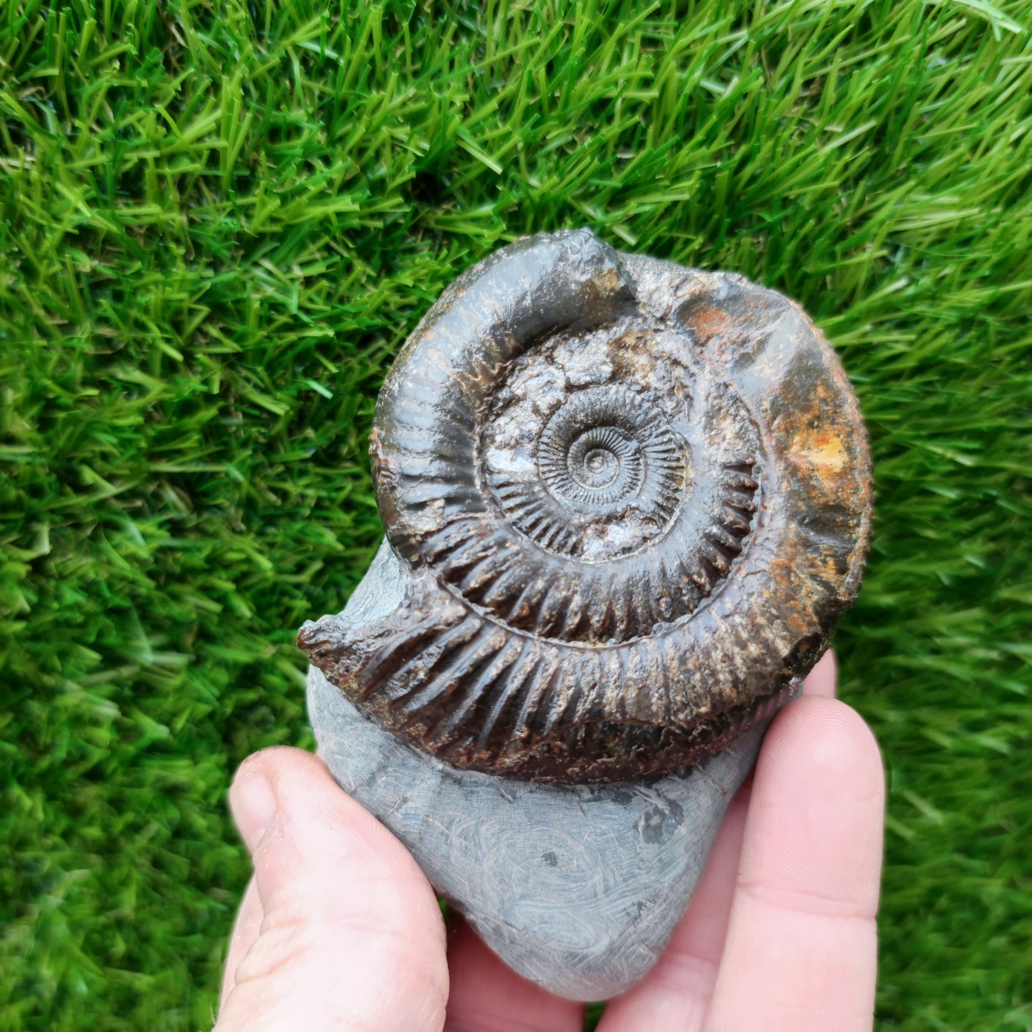 Ammonite fossil North Yorkshire Fossils with calcite crystal