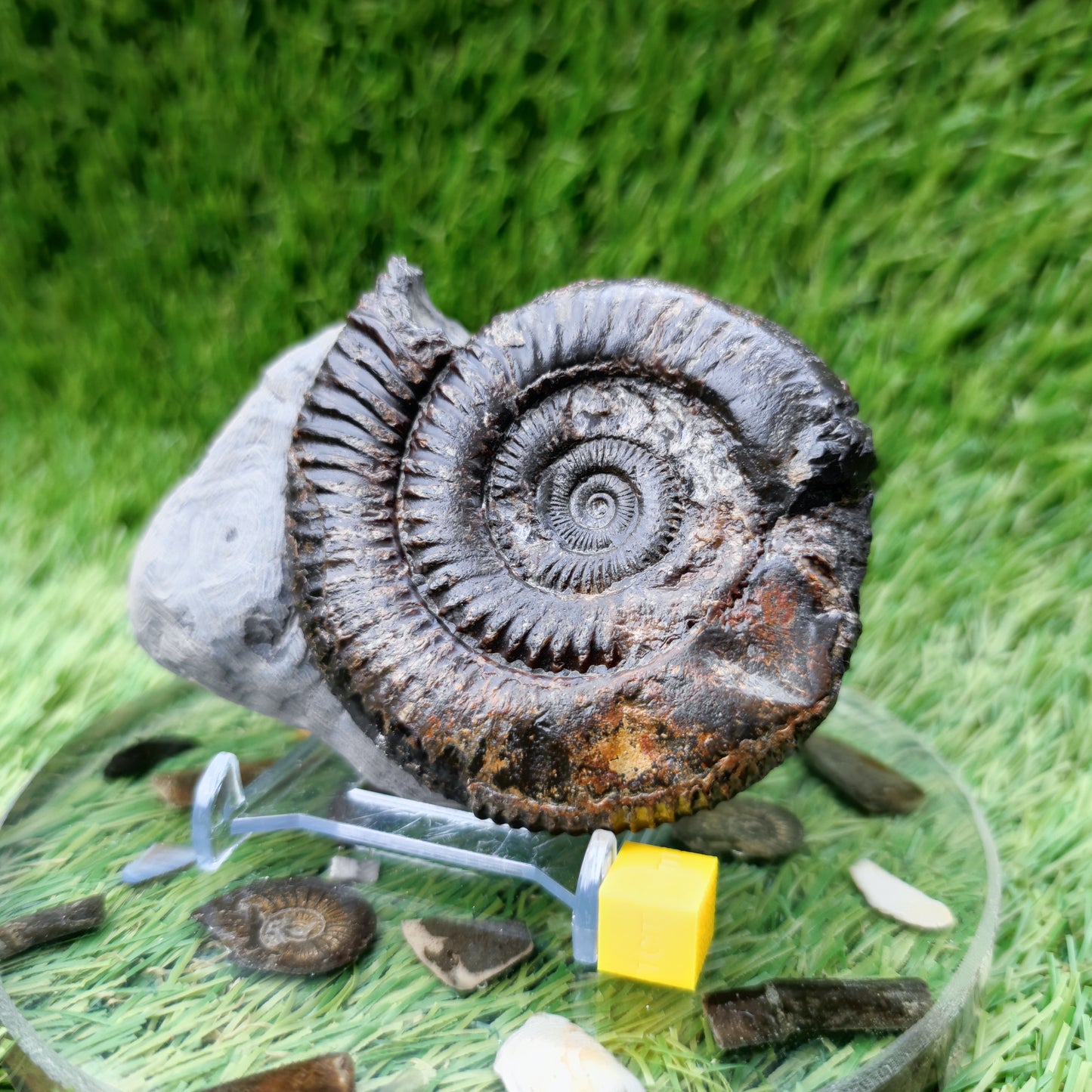 Ammonite fossil North Yorkshire Fossils with calcite crystal