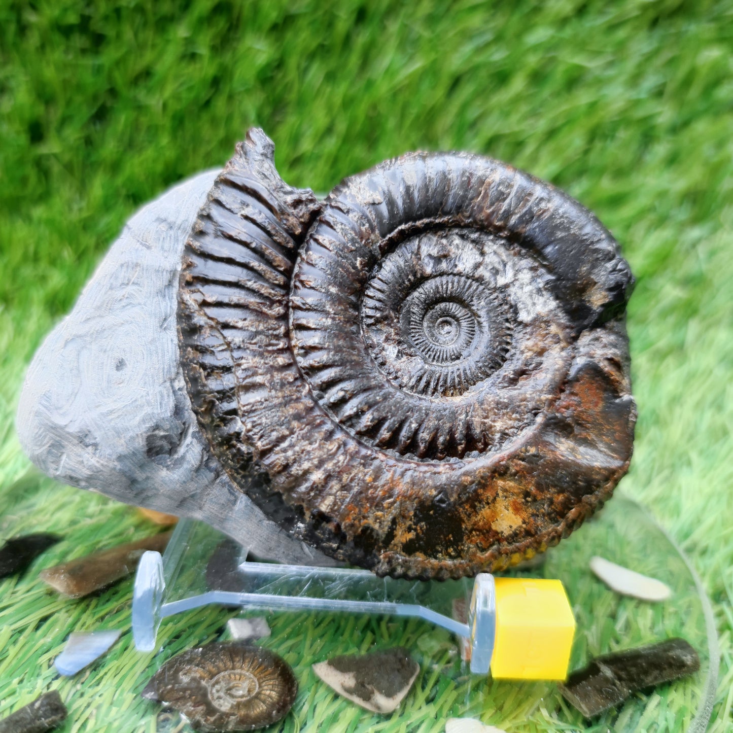 Ammonite fossil North Yorkshire Fossils with calcite crystal