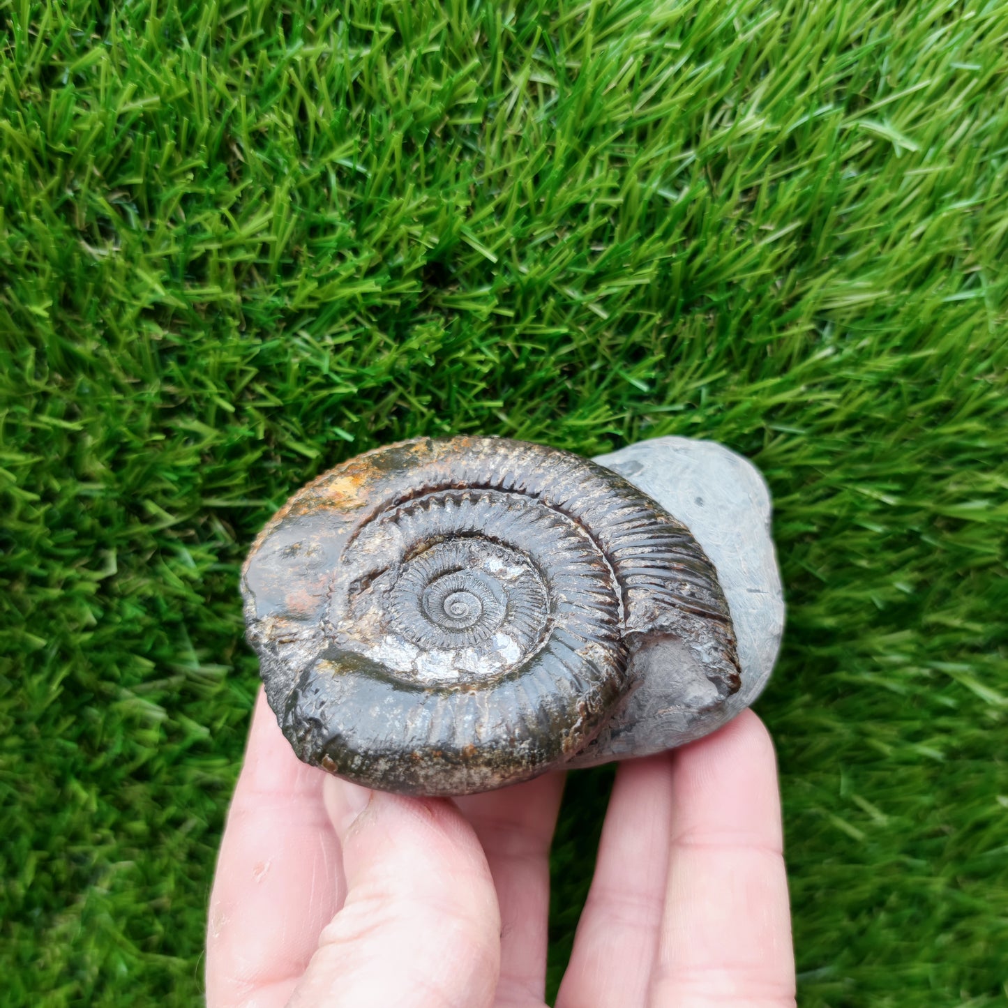 Ammonite fossil North Yorkshire Fossils with calcite crystal