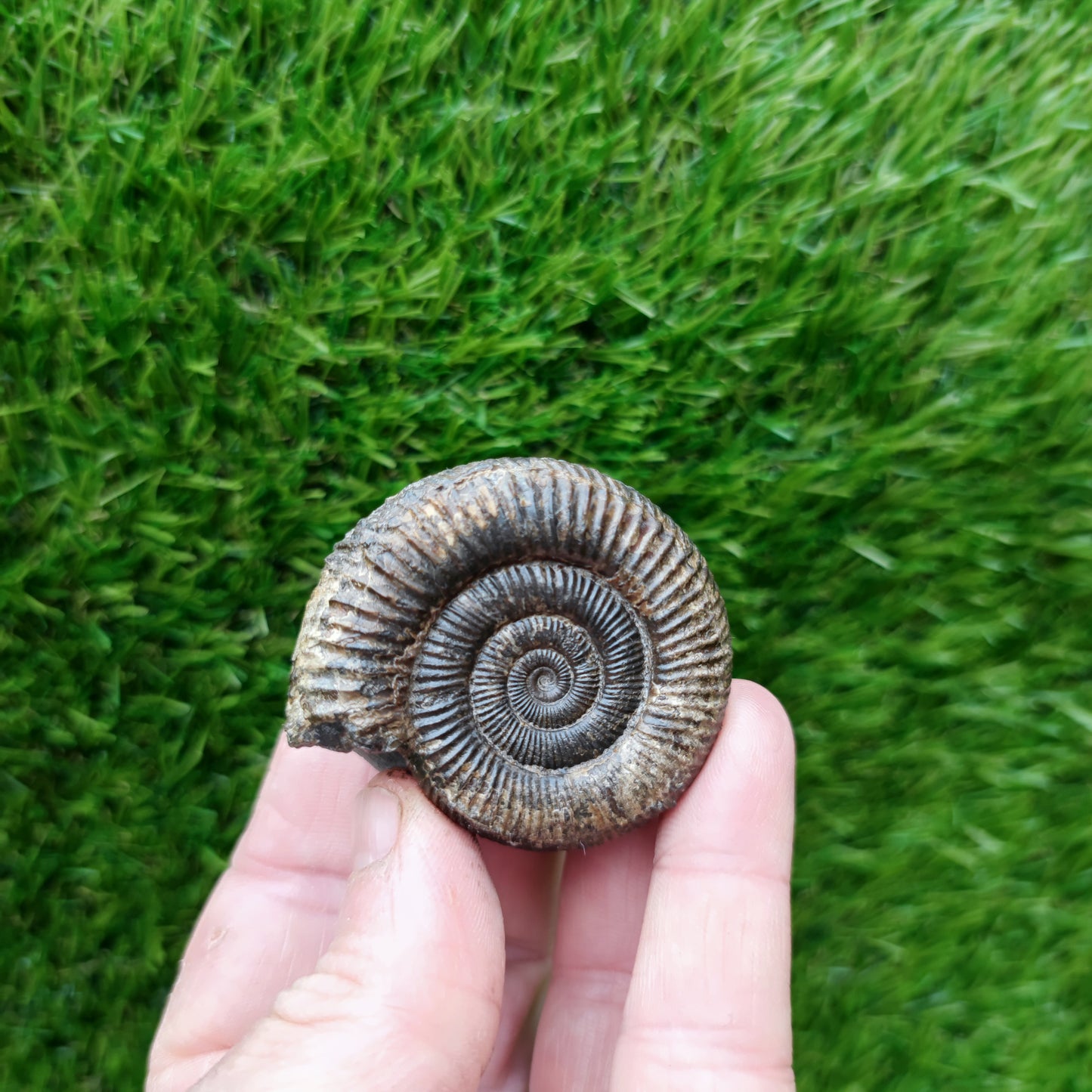 North Yorkshire Fossil ammonite