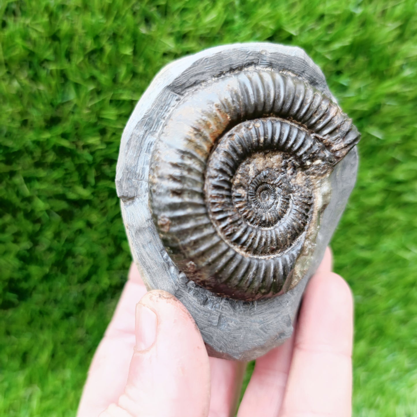 North Yorkshire dactylioceras ammonite fossil calcite crystal