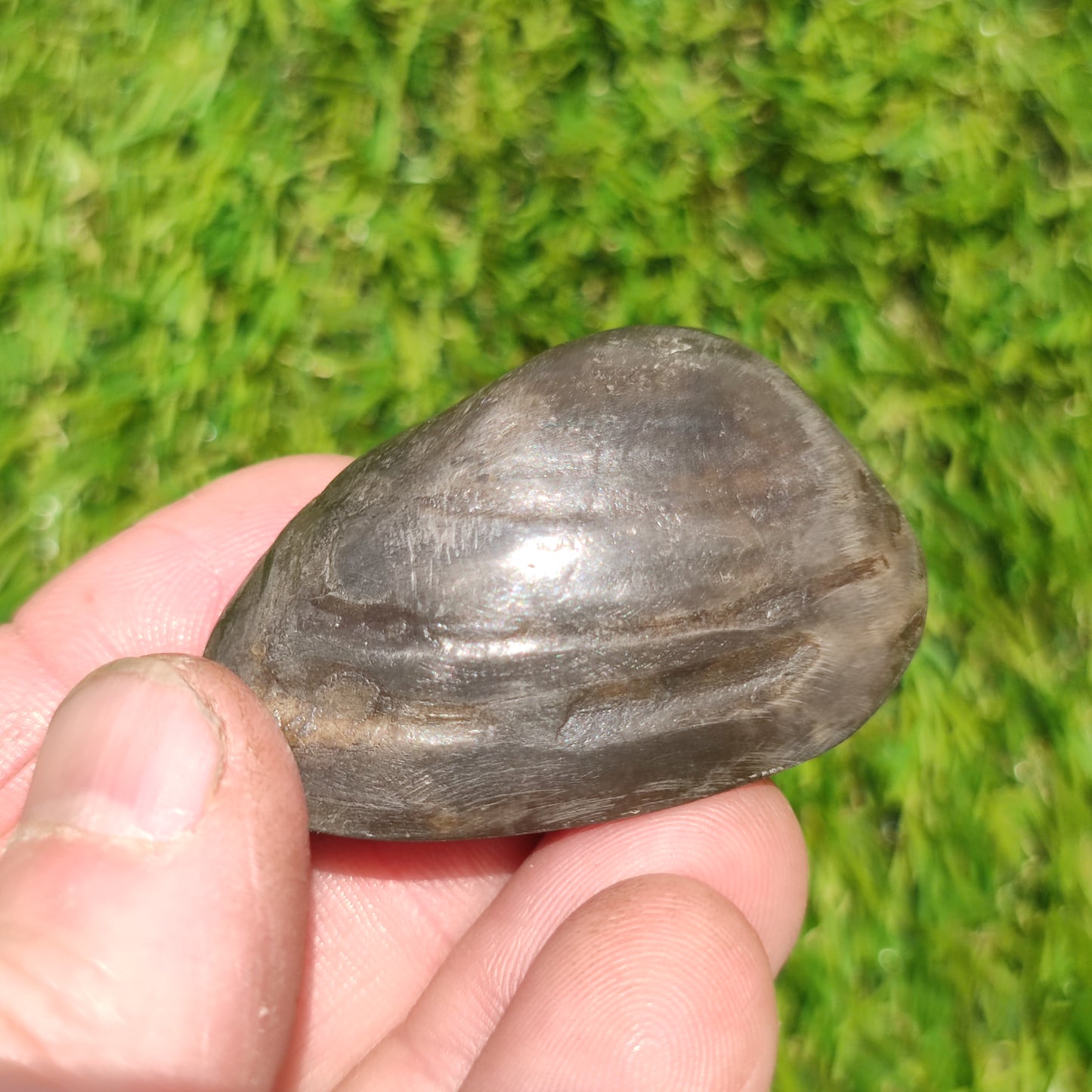 Whitby polished shell fossil