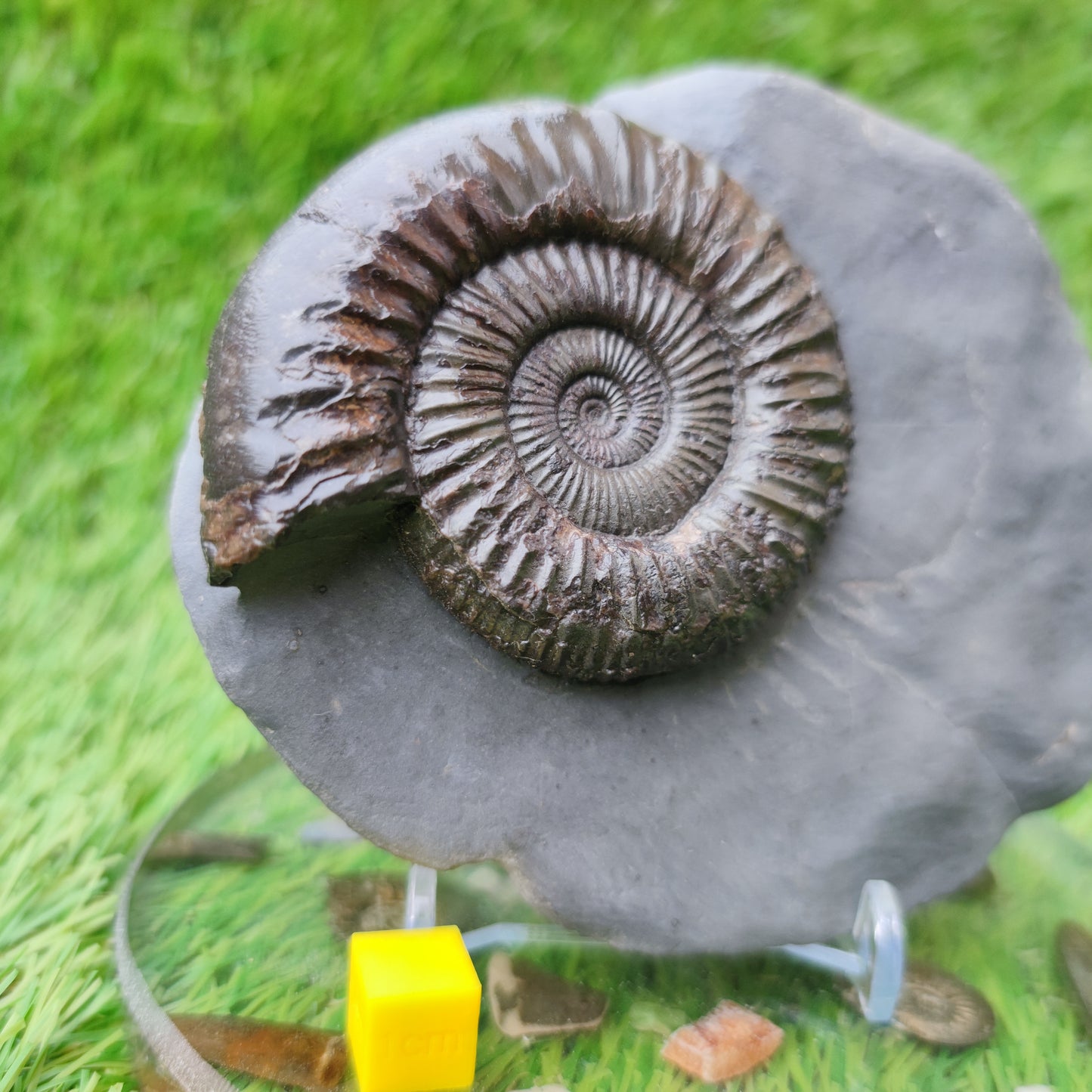 Peronoceras ammonite fossil with perfect centre Yorkshire UK