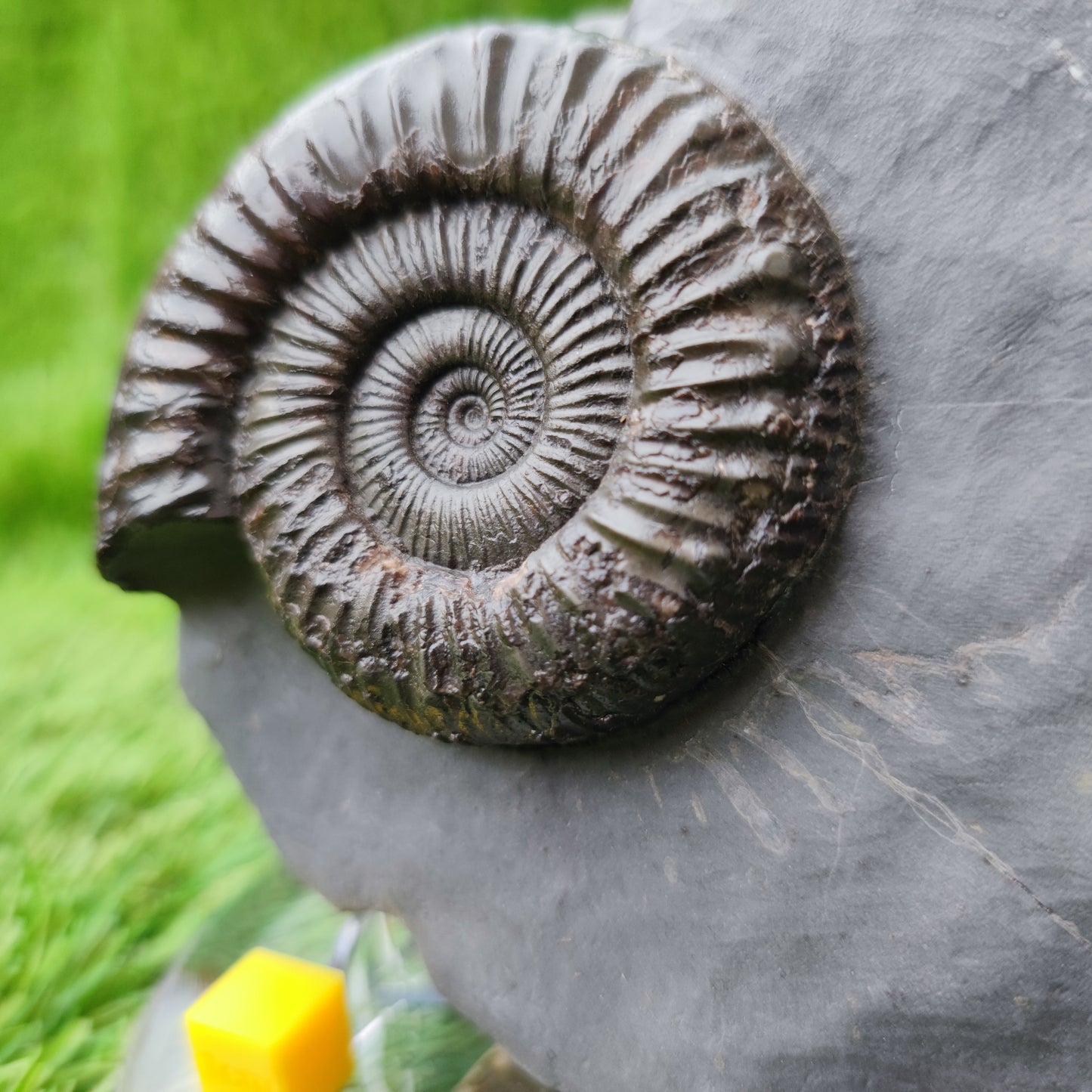 Peronoceras ammonite fossil with perfect centre Yorkshire UK