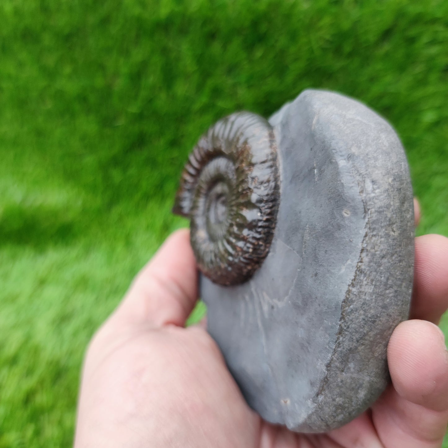 Peronoceras ammonite fossil with perfect centre Yorkshire UK