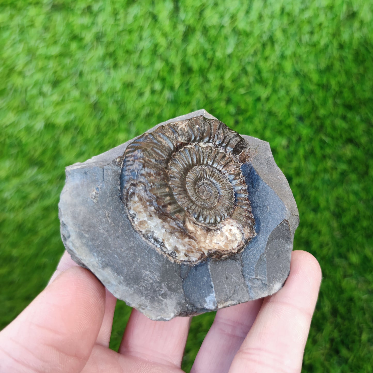 Peronoceras ammonite Runswick Bay Yorkshire