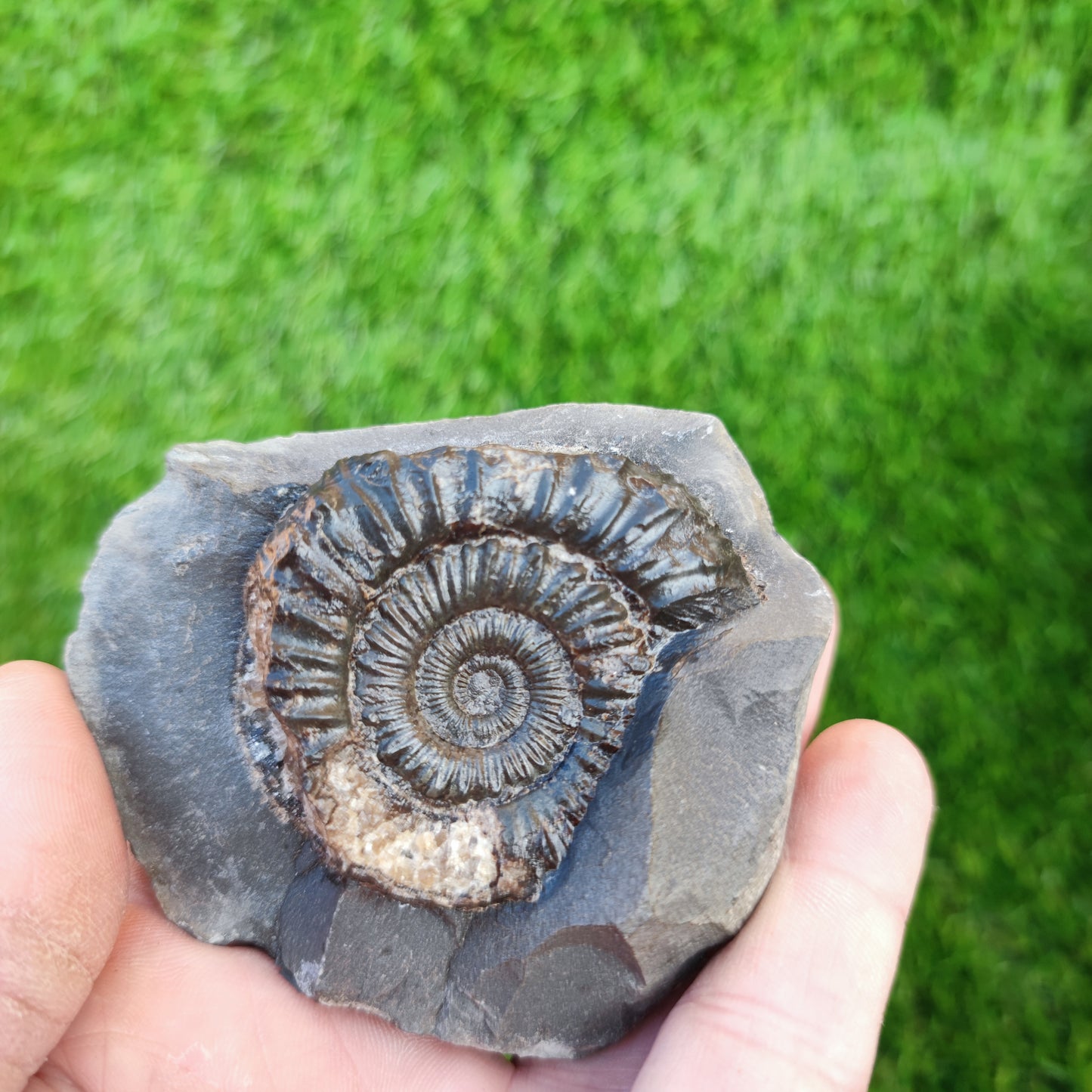 Peronoceras ammonite Runswick Bay Yorkshire