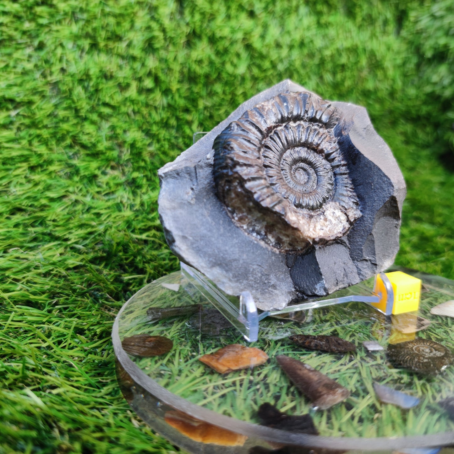 Peronoceras ammonite Runswick Bay Yorkshire
