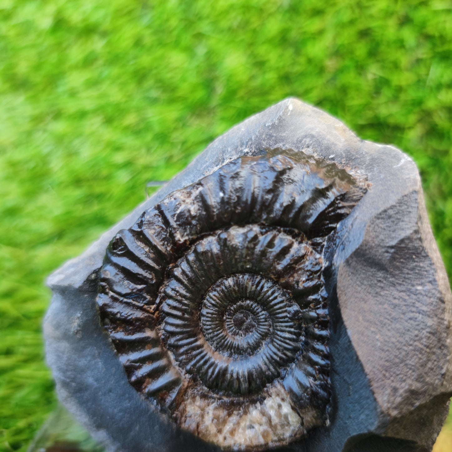 Peronoceras ammonite Runswick Bay Yorkshire