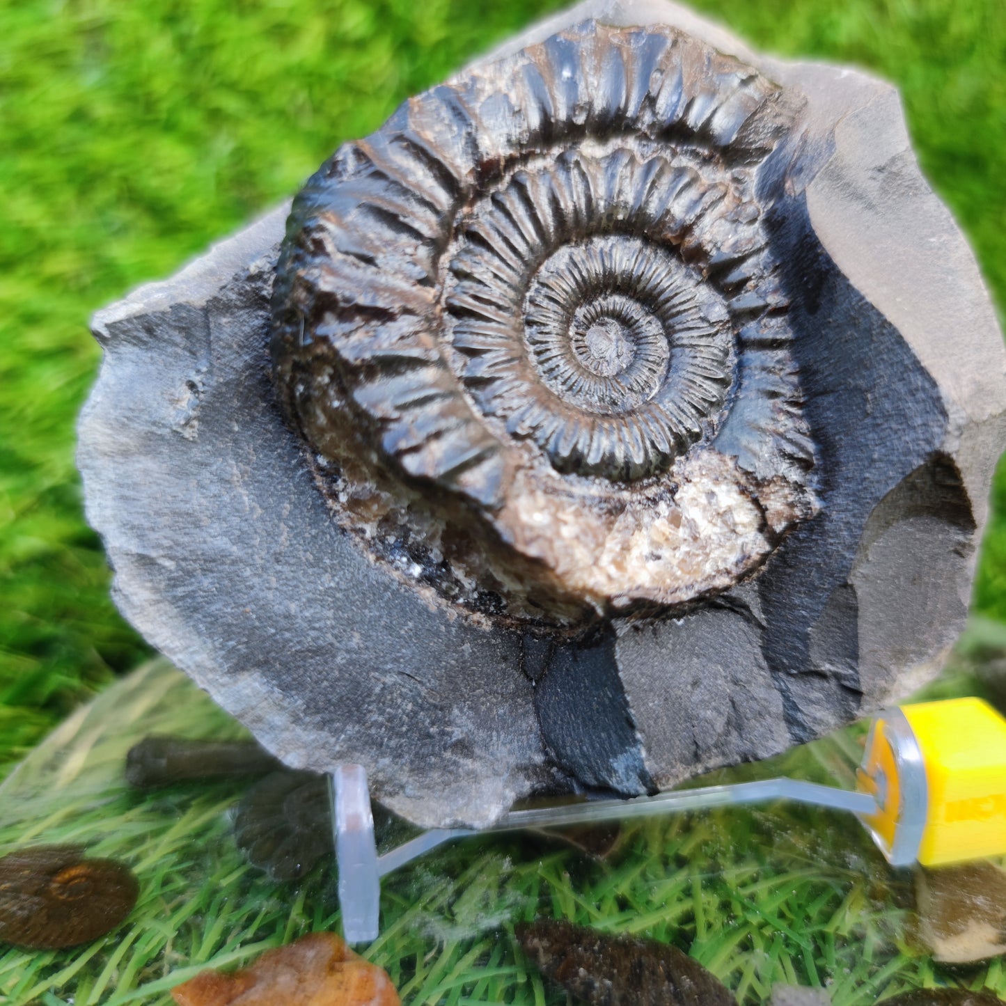 Peronoceras ammonite Runswick Bay Yorkshire