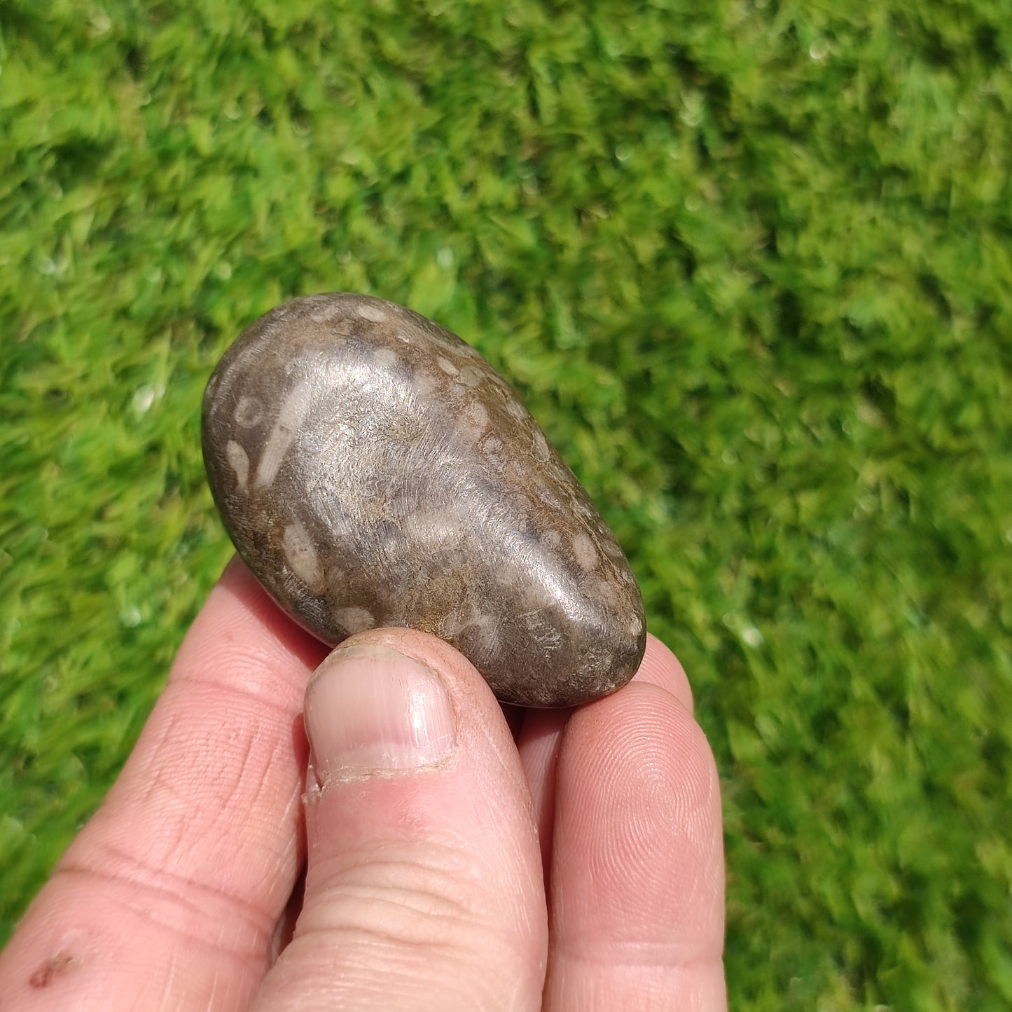 Polished coral fossil Port Mulgrave Yorkshire