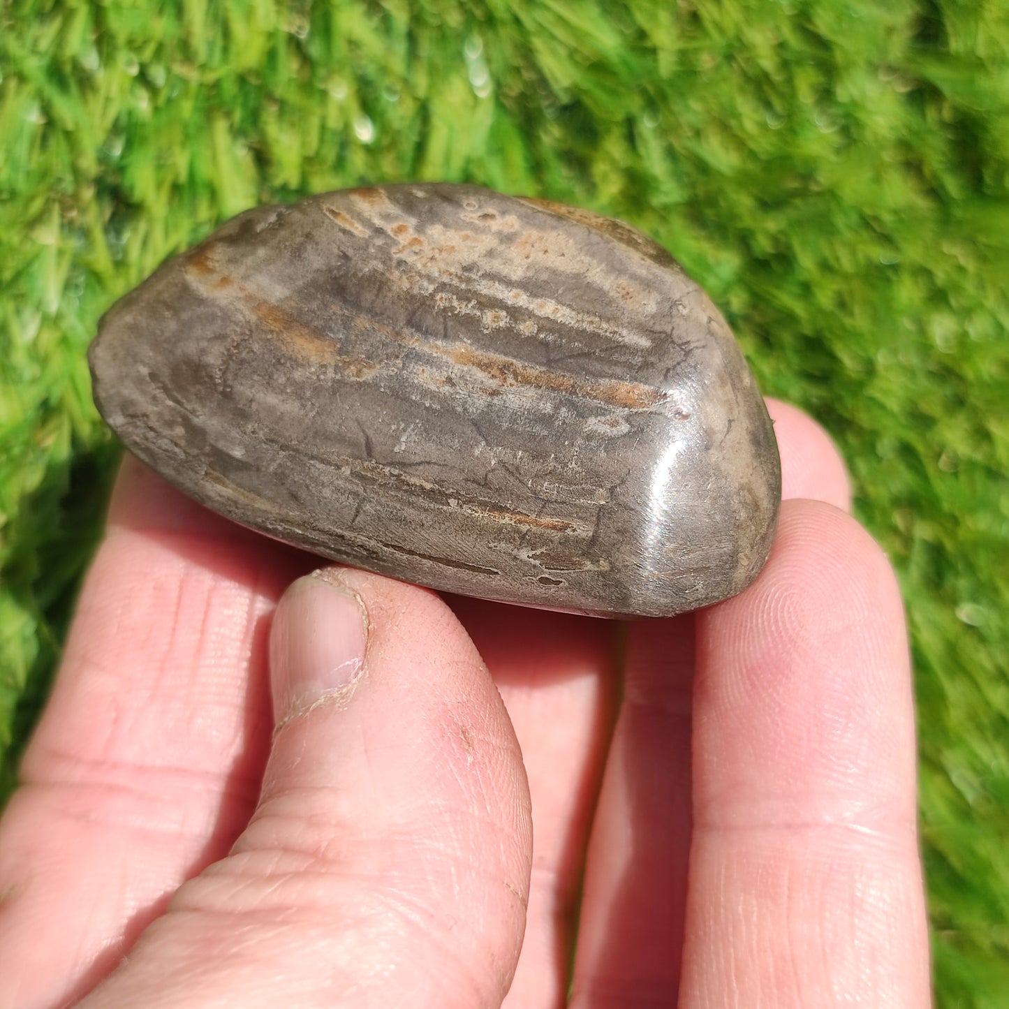 Polished shell fossil Whitby Yorkshire