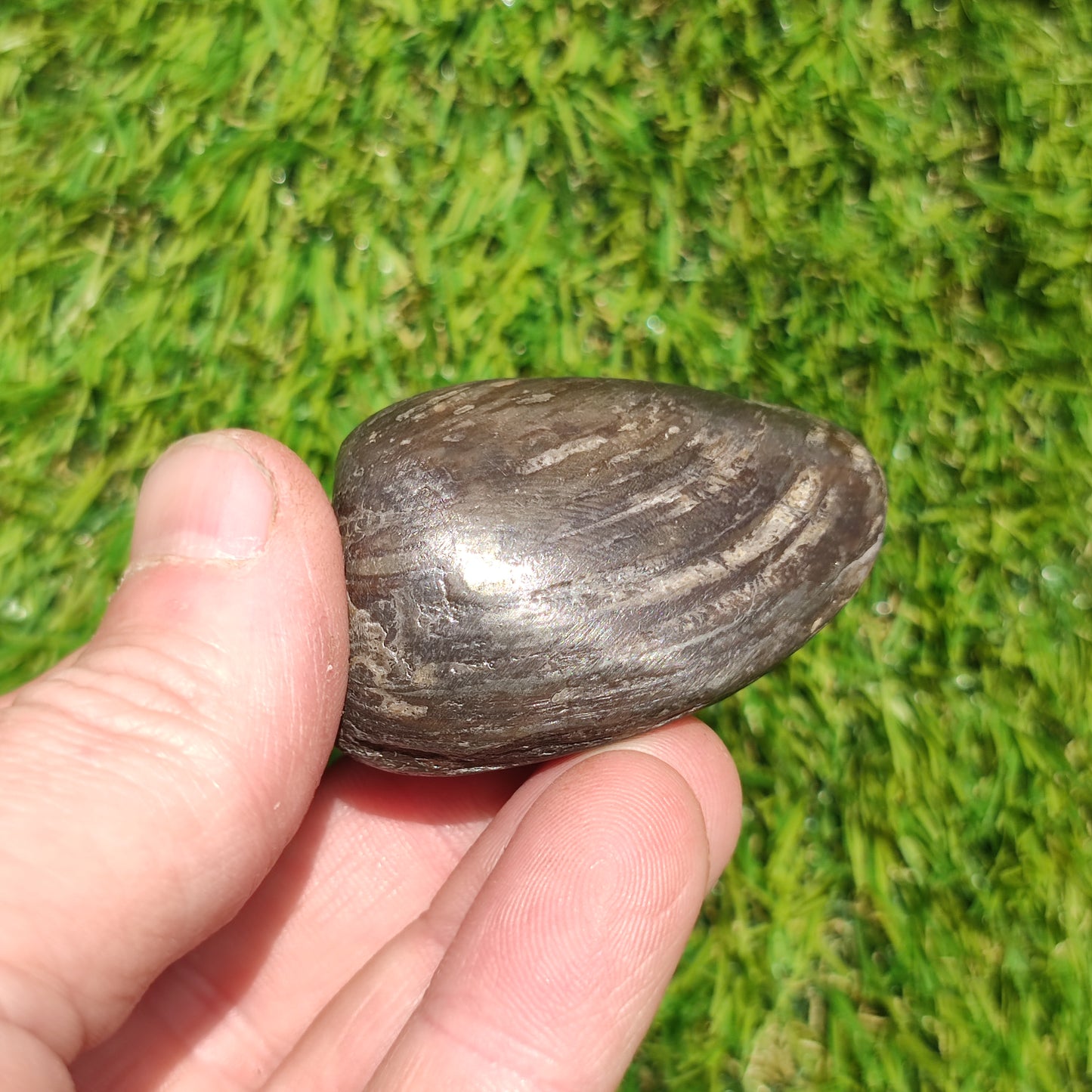 Polished shell fossil Jurassic coast