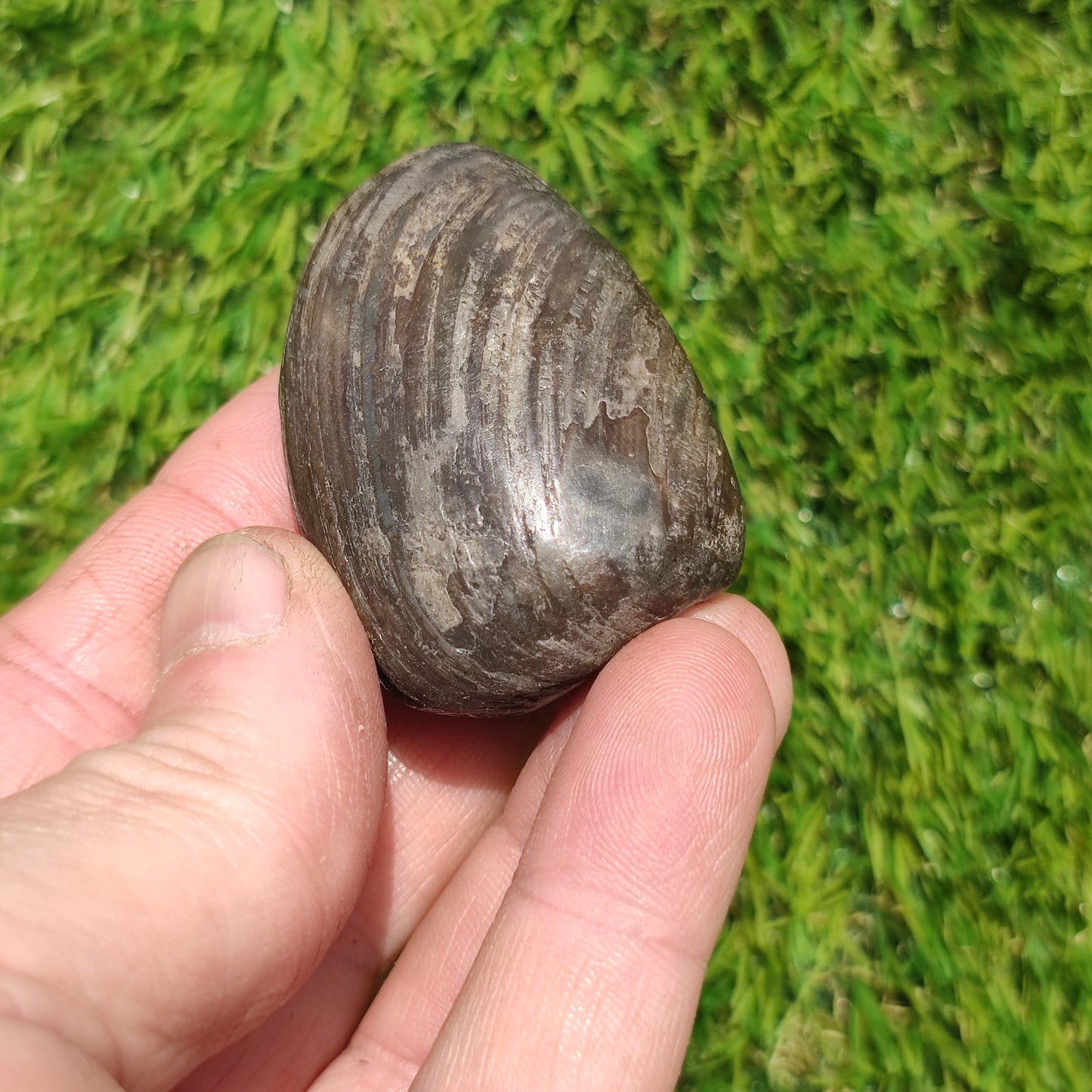 Polished shell fossil Jurassic coast
