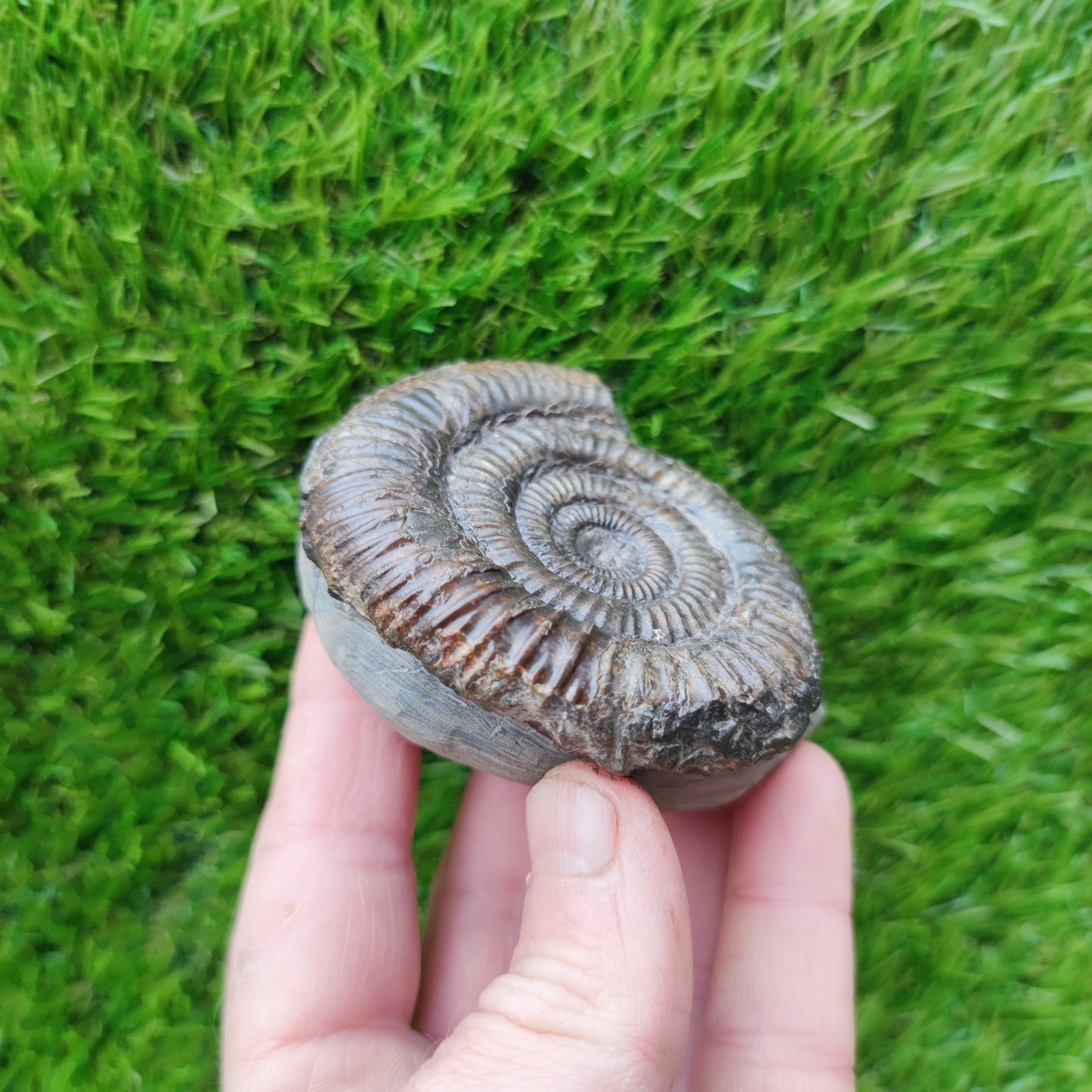 Port Mulgrave ammonite fossil