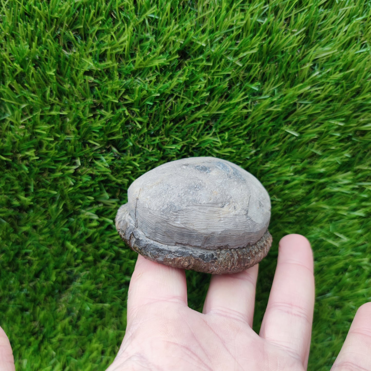 Port Mulgrave ammonite fossil