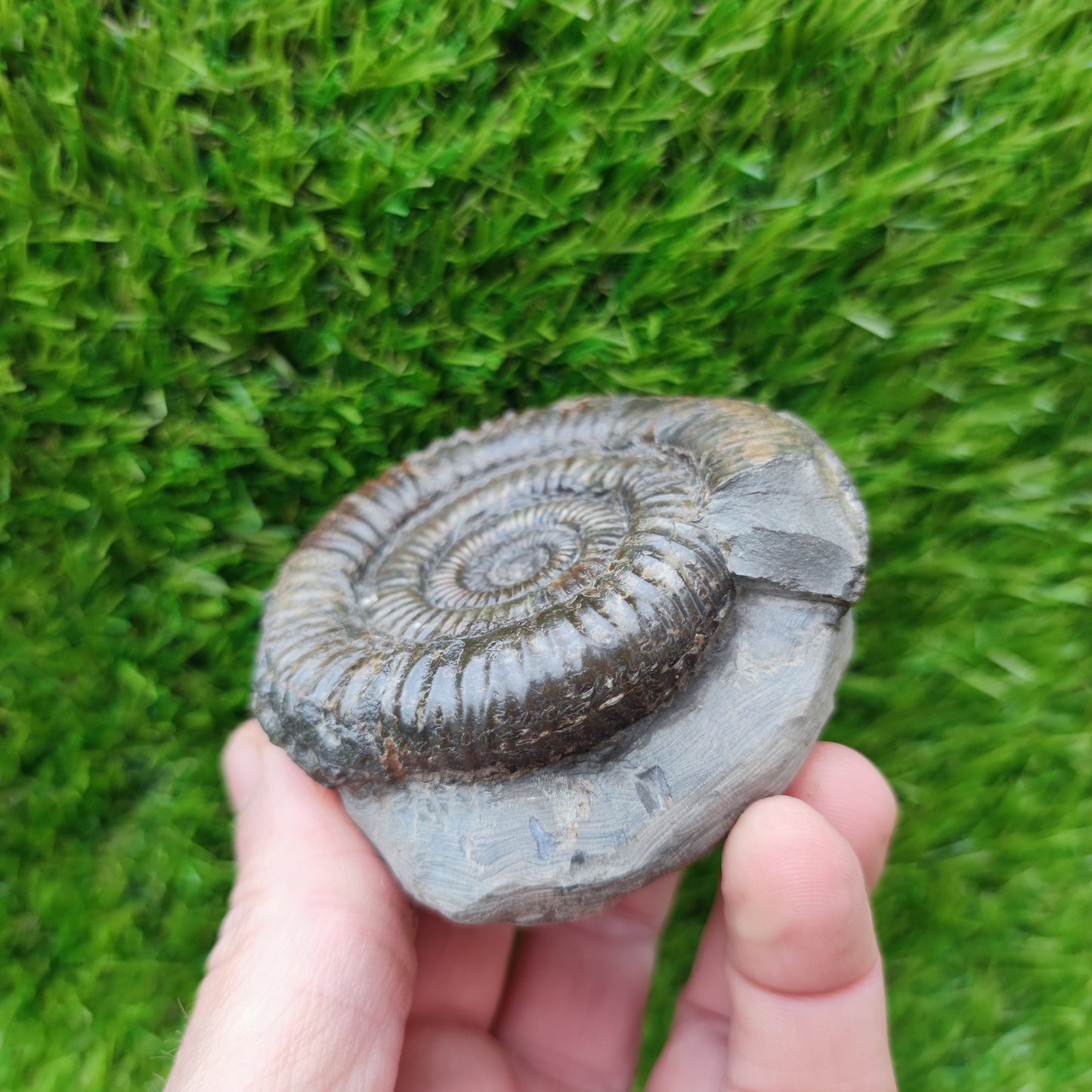 Port Mulgrave ammonite fossil