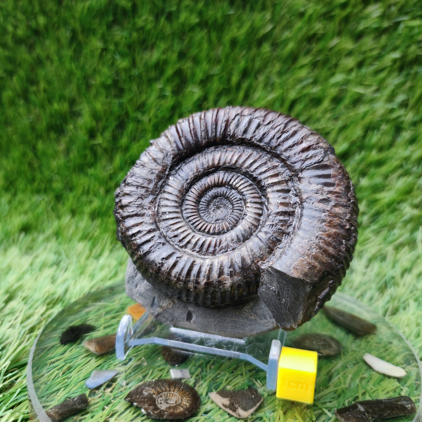Port Mulgrave ammonite fossil