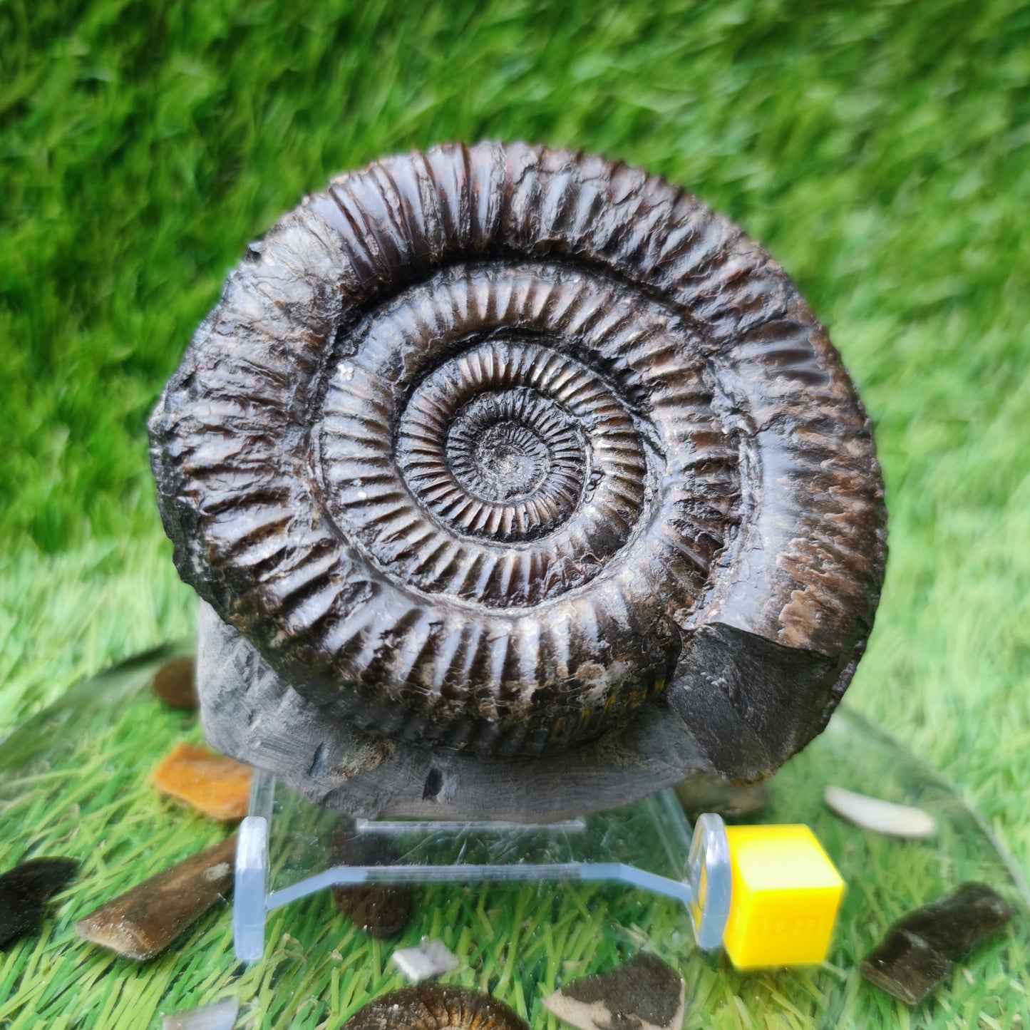 Port Mulgrave ammonite fossil