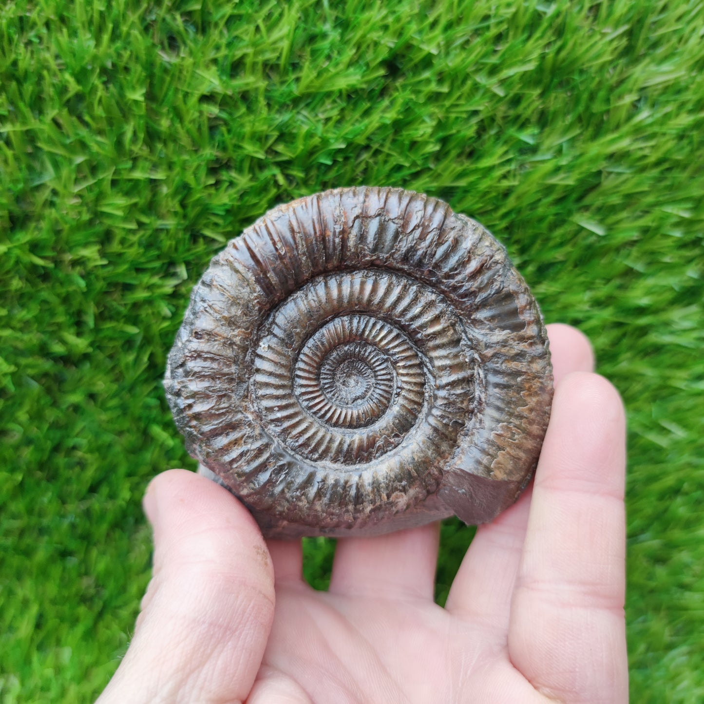 Port Mulgrave ammonite fossil