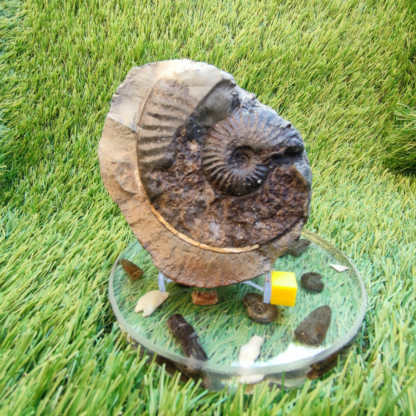 Pseudolioceras ammonite fossil Yorkshire