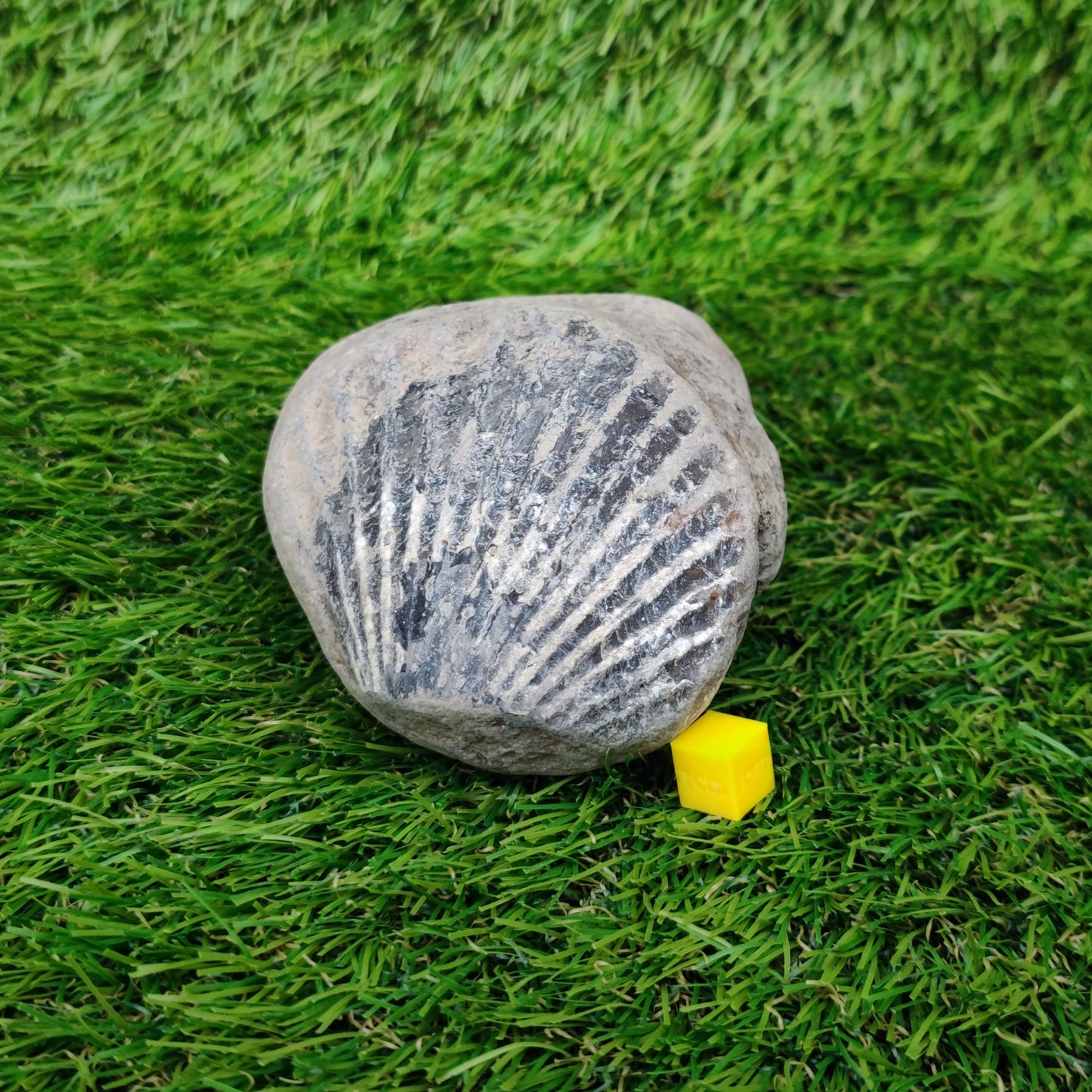 Scallop fossil Staithes Yorkshire