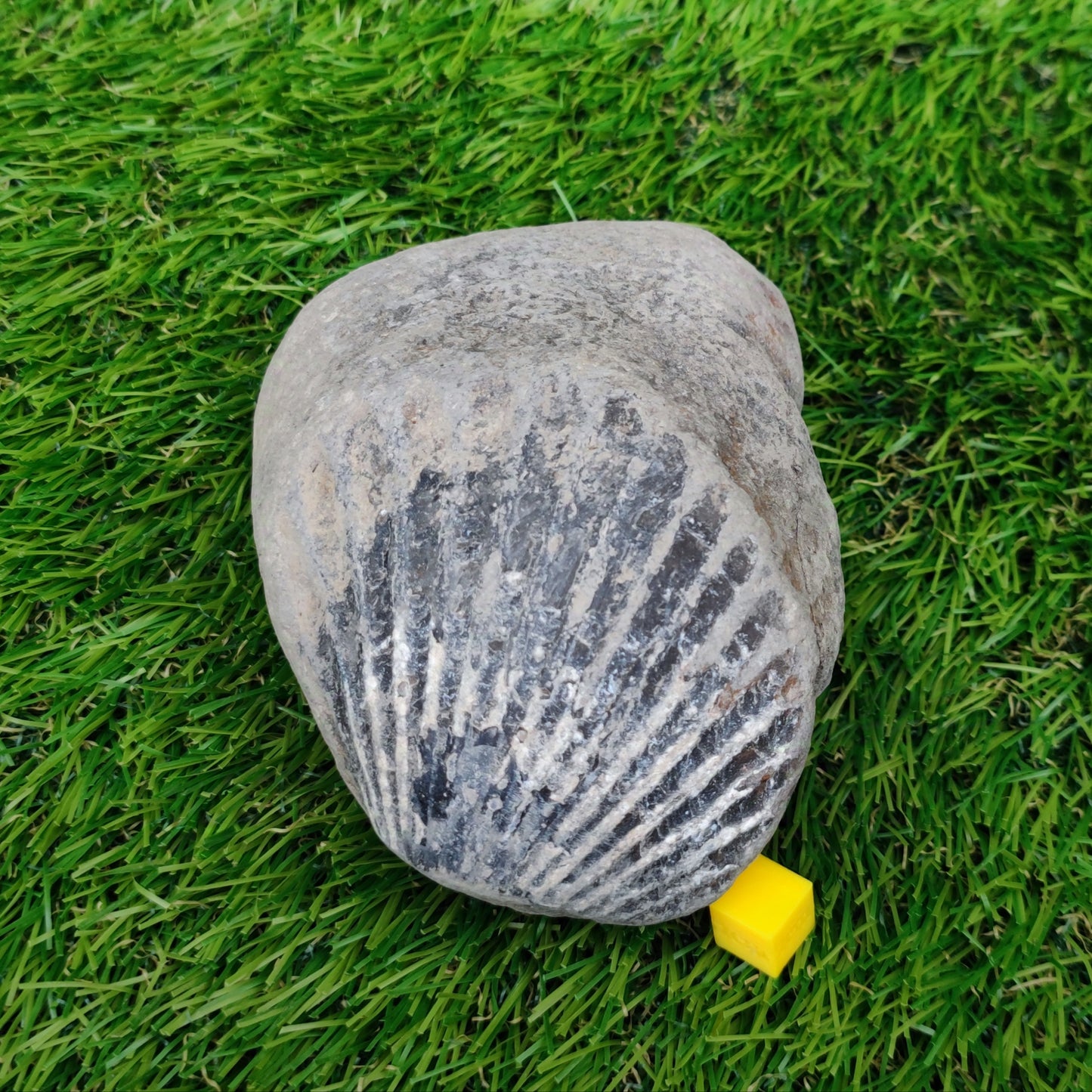 Scallop fossil Staithes Yorkshire
