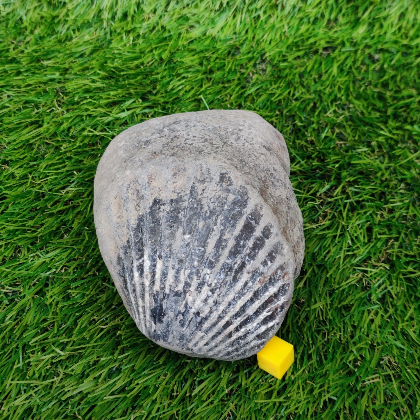Scallop fossil Staithes Yorkshire