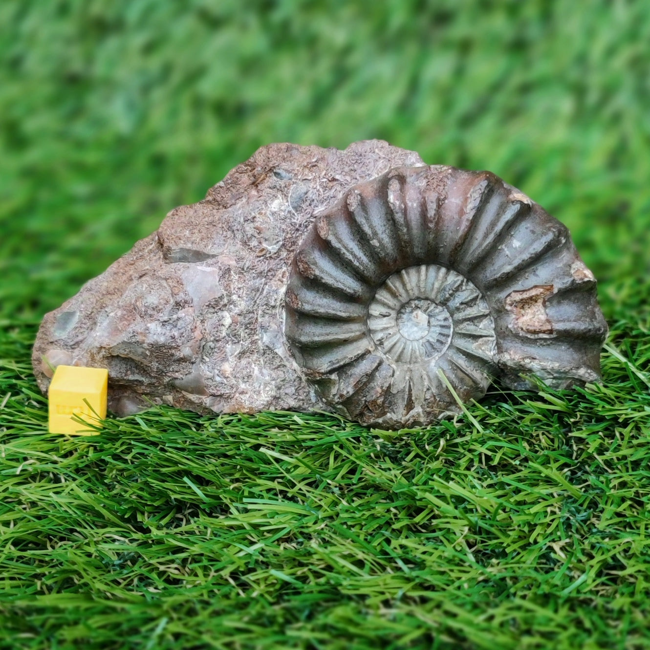 Scunthorpe Aegastoceras saggitarium ammonite fossil