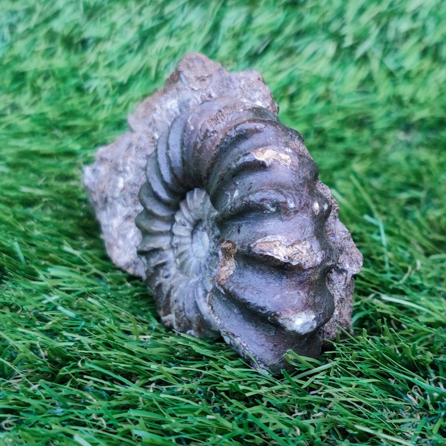Scunthorpe Aegastoceras saggitarium ammonite fossil
