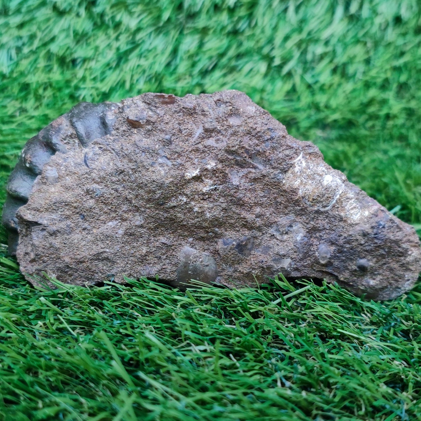 Scunthorpe Aegastoceras saggitarium ammonite fossil