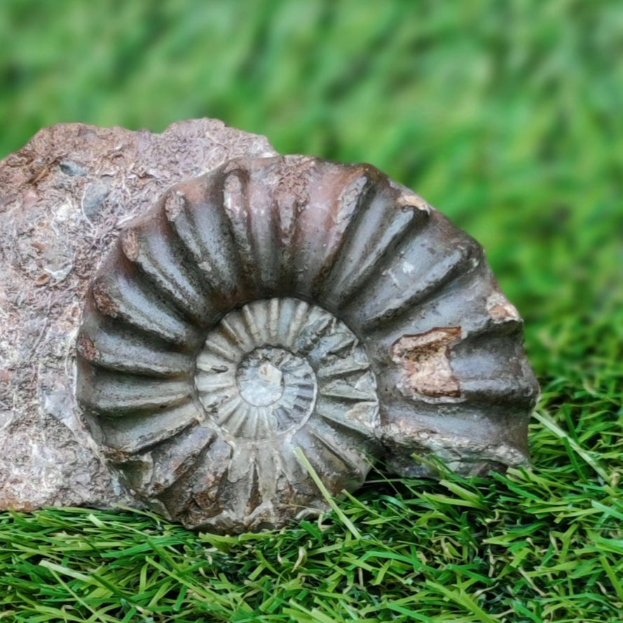 Scunthorpe Aegastoceras saggitarium ammonite fossil
