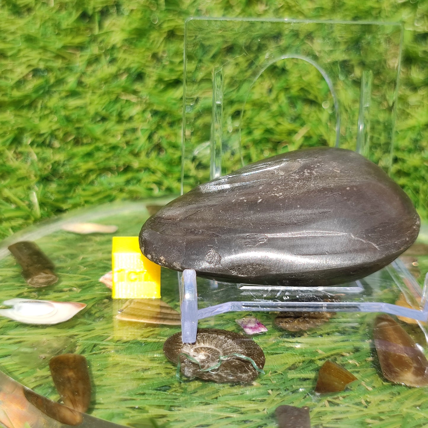 Polished shell fossil Whitby Yorkshire