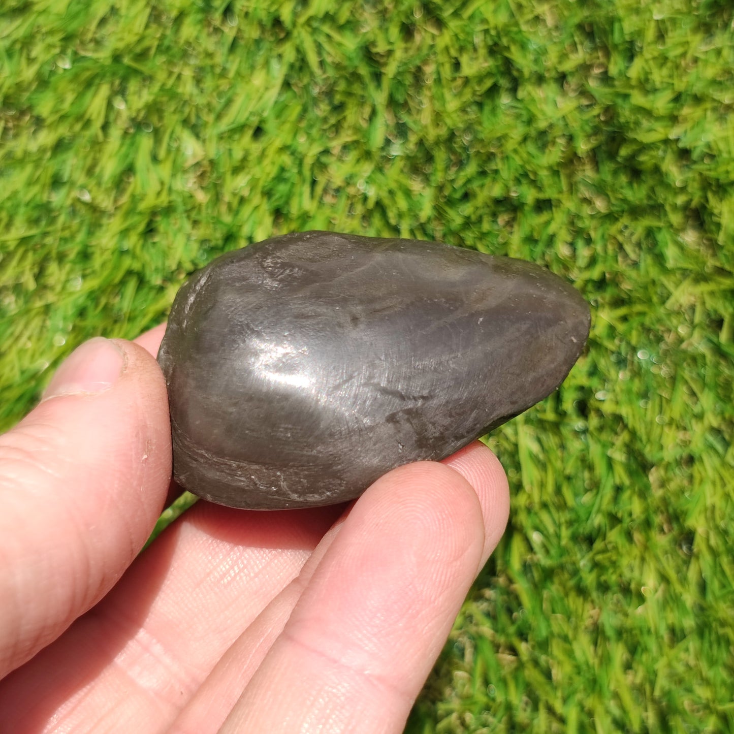 Polished shell fossil Whitby Yorkshire
