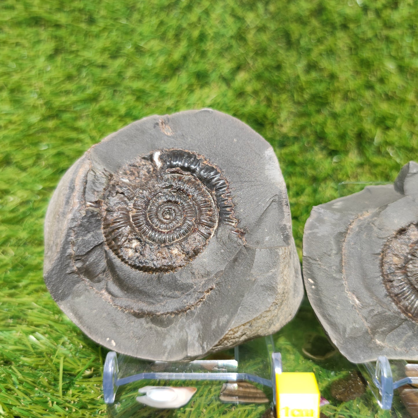 Ammonite fossil split pair Yorkshire