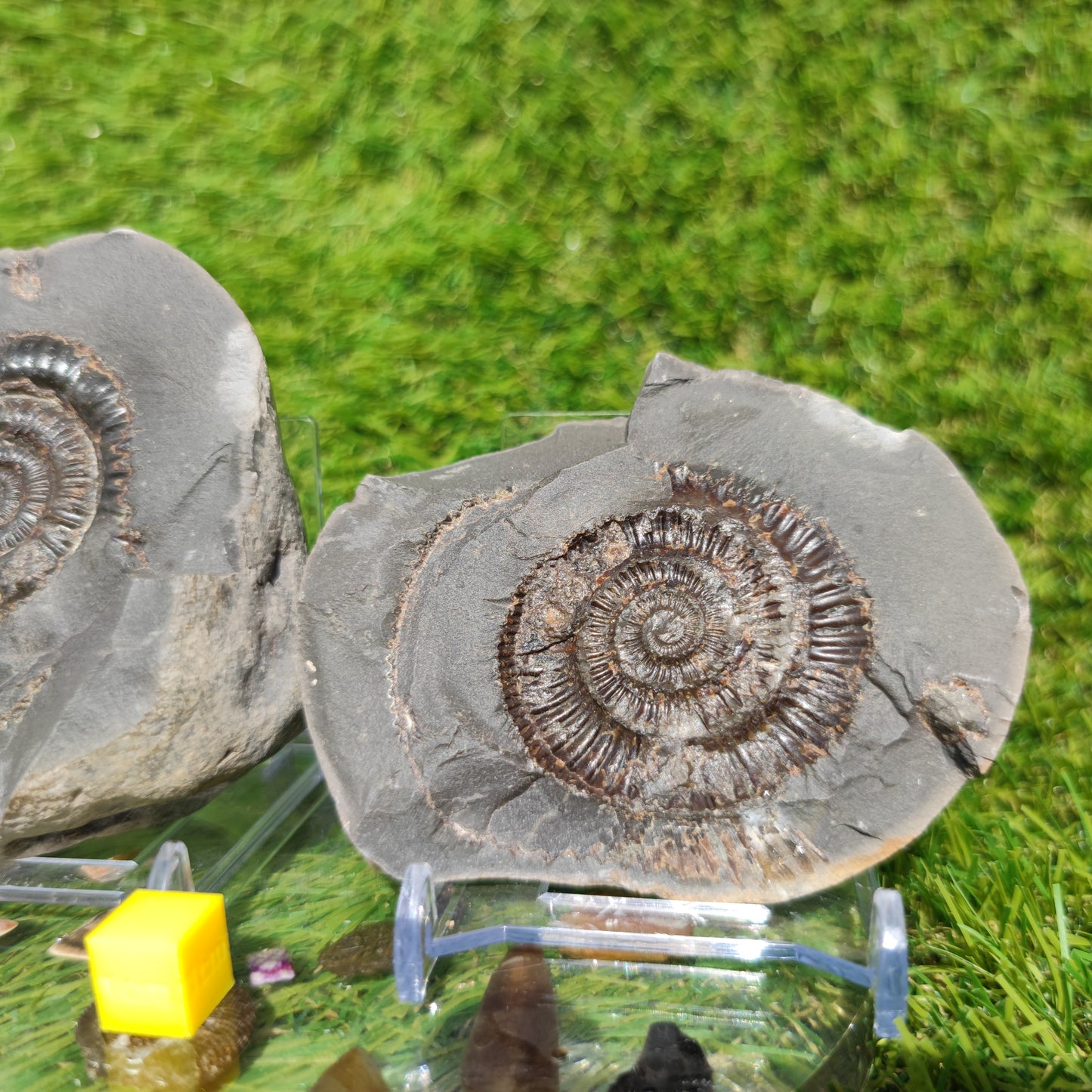 Ammonite fossil split pair Yorkshire