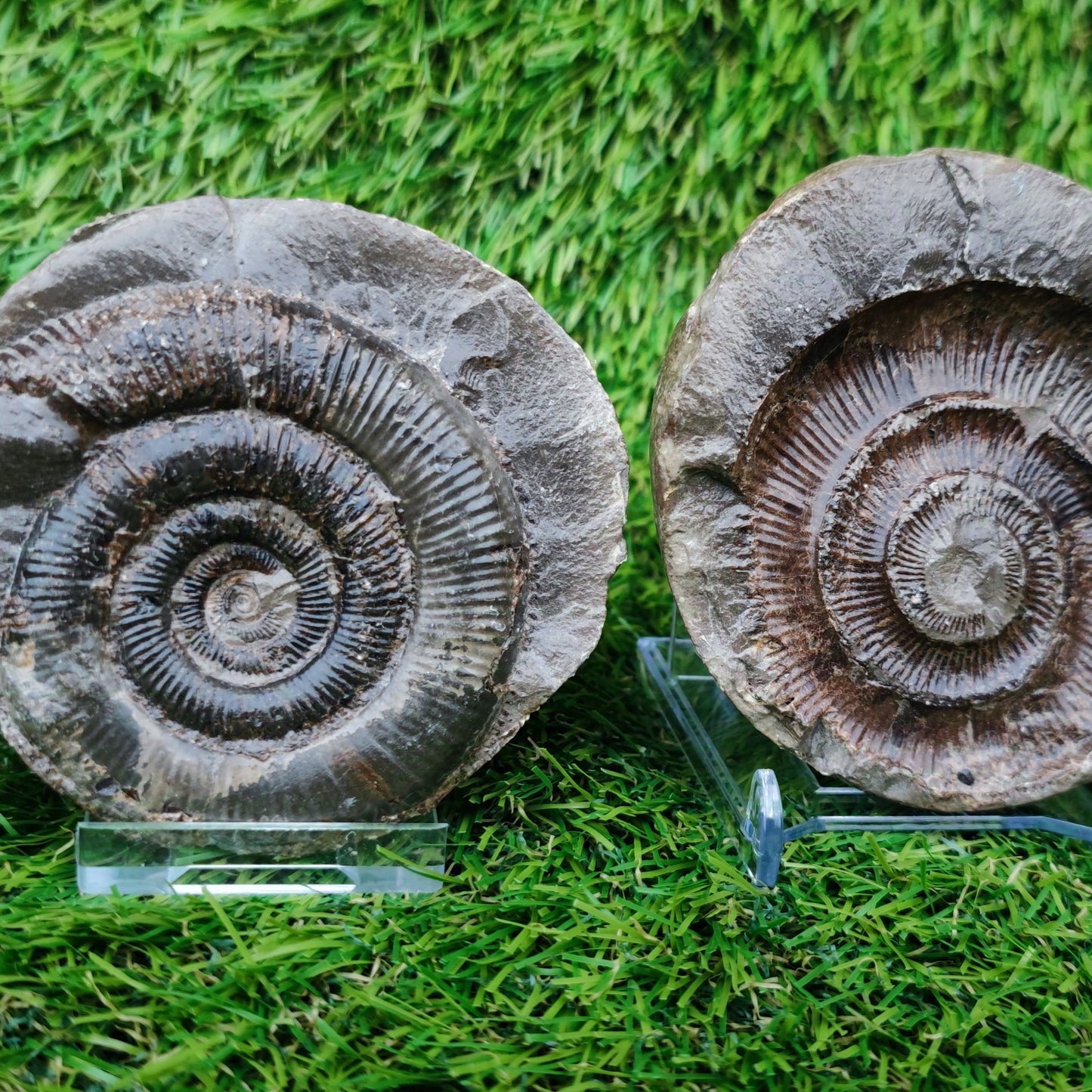 Ammonite split pair positive and negative Yorkshire Jurassic coast
