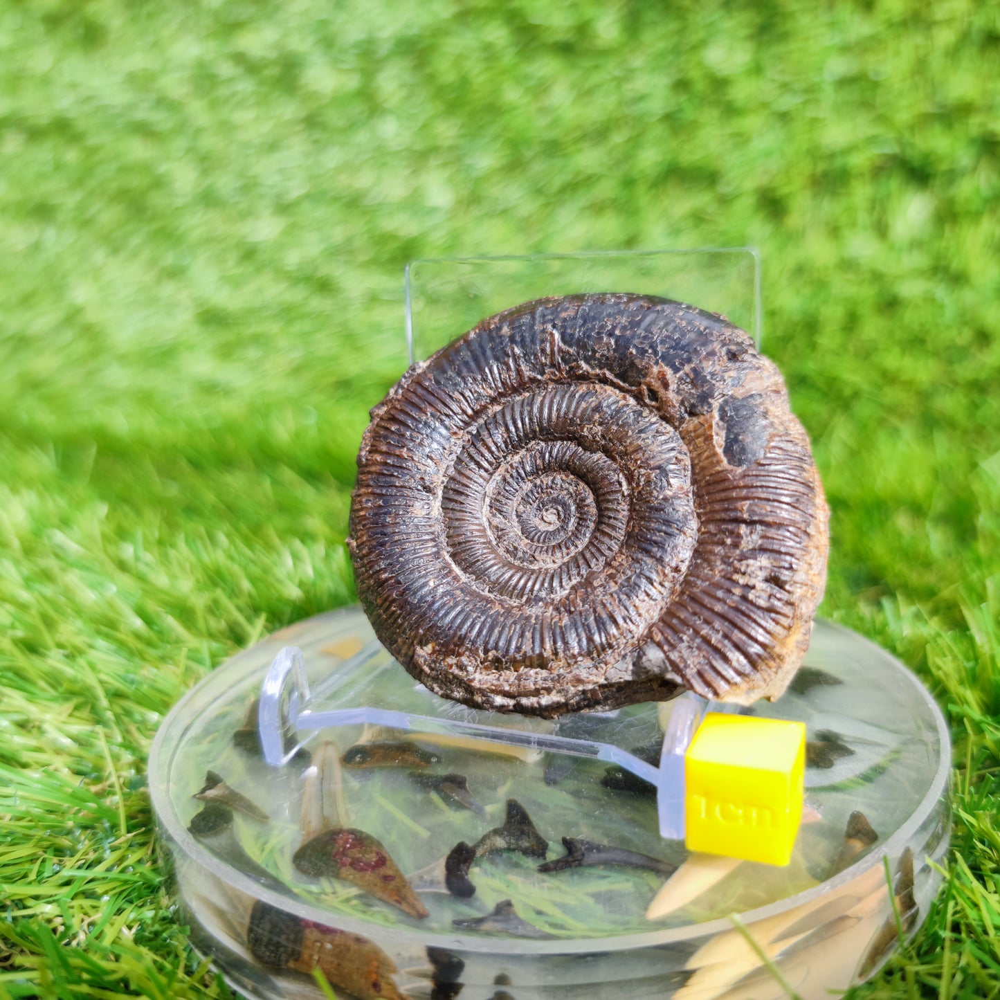 Dactylioceras tenuicostatum ammonite fossil Whitby
