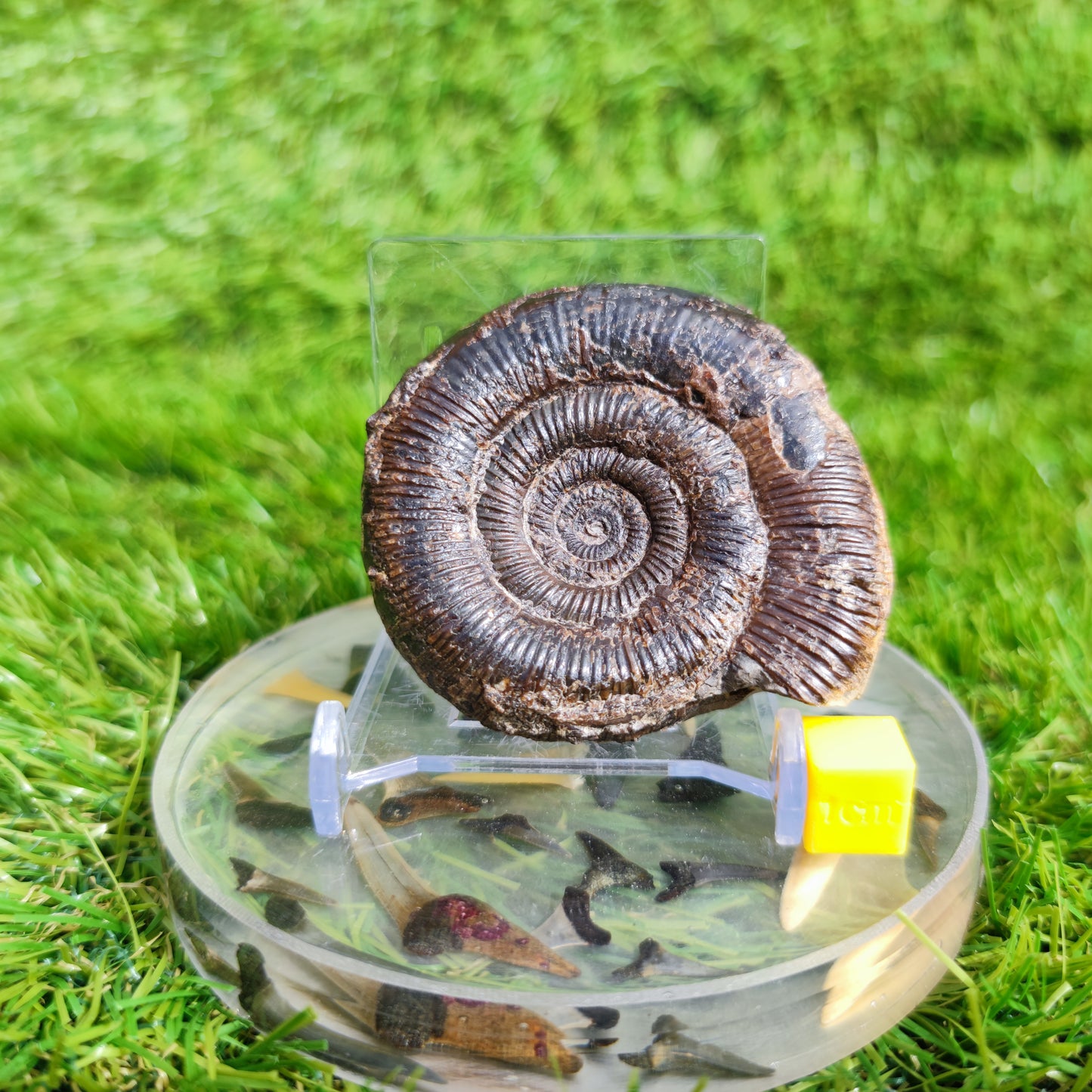 Dactylioceras tenuicostatum ammonite fossil Whitby
