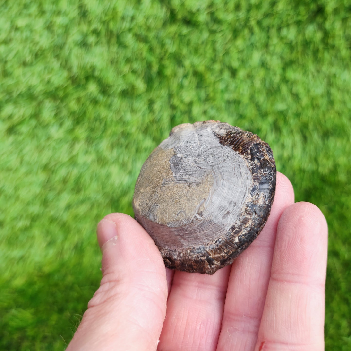Dactylioceras tenuicostatum ammonite fossil Whitby