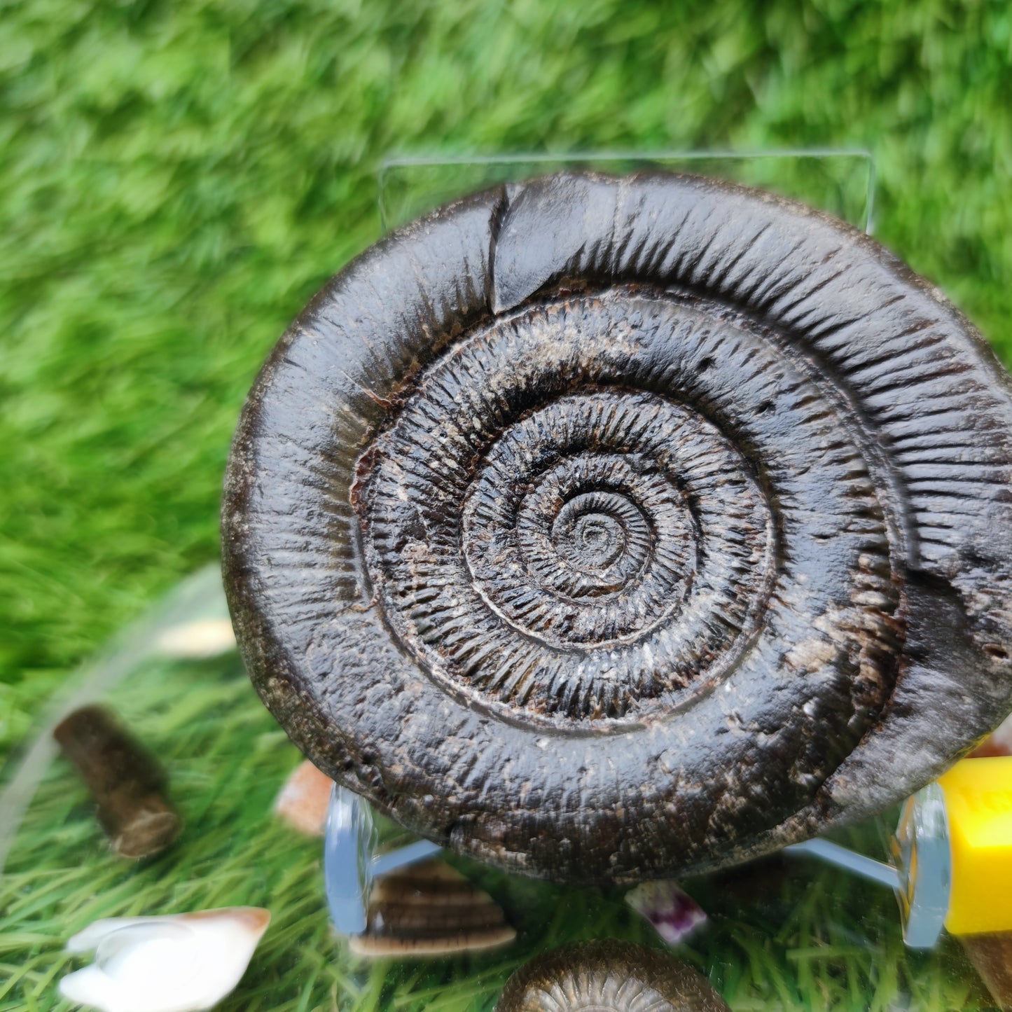 Dactylioceras tenuicostatum ammonite fossiil Yorkshire