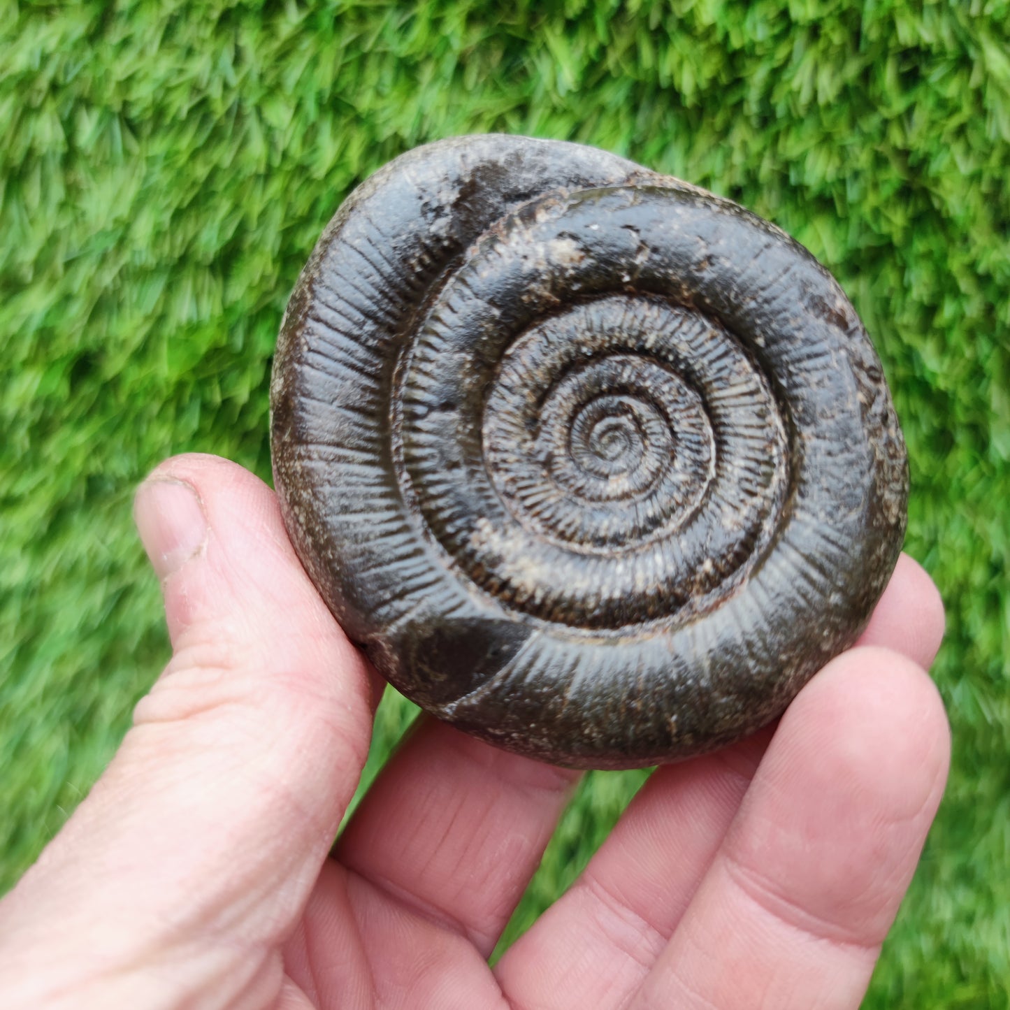 Dactylioceras tenuicostatum ammonite fossiil Yorkshire